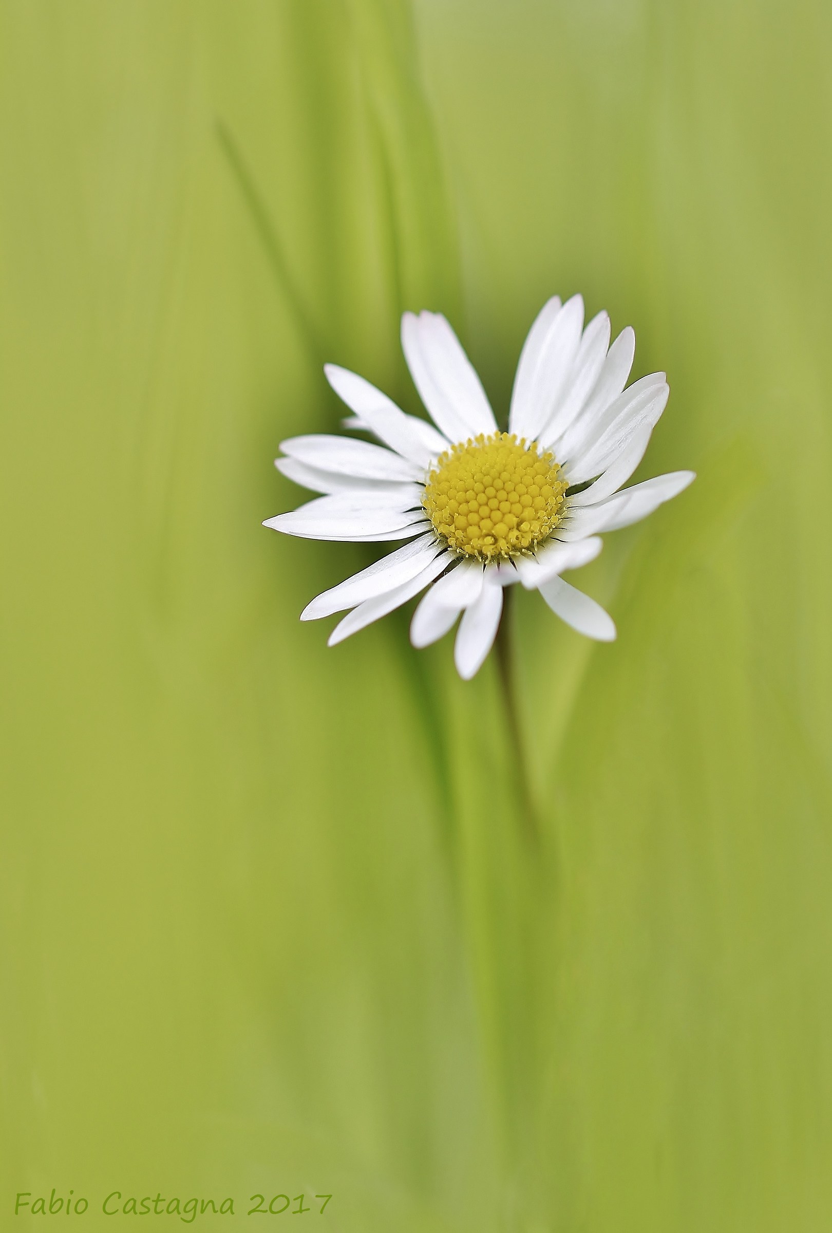 She loves Me, she loves me not