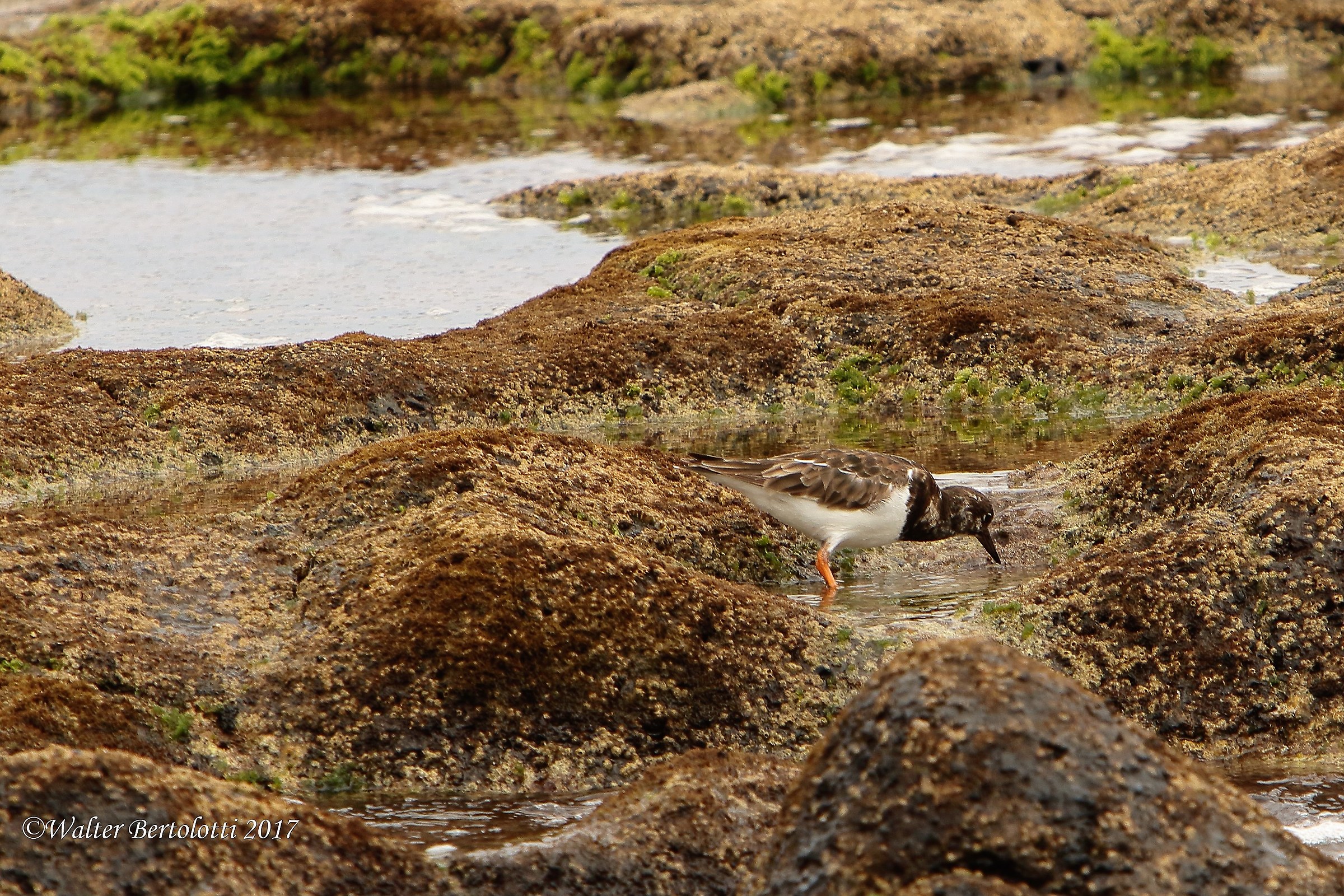 Turnstone