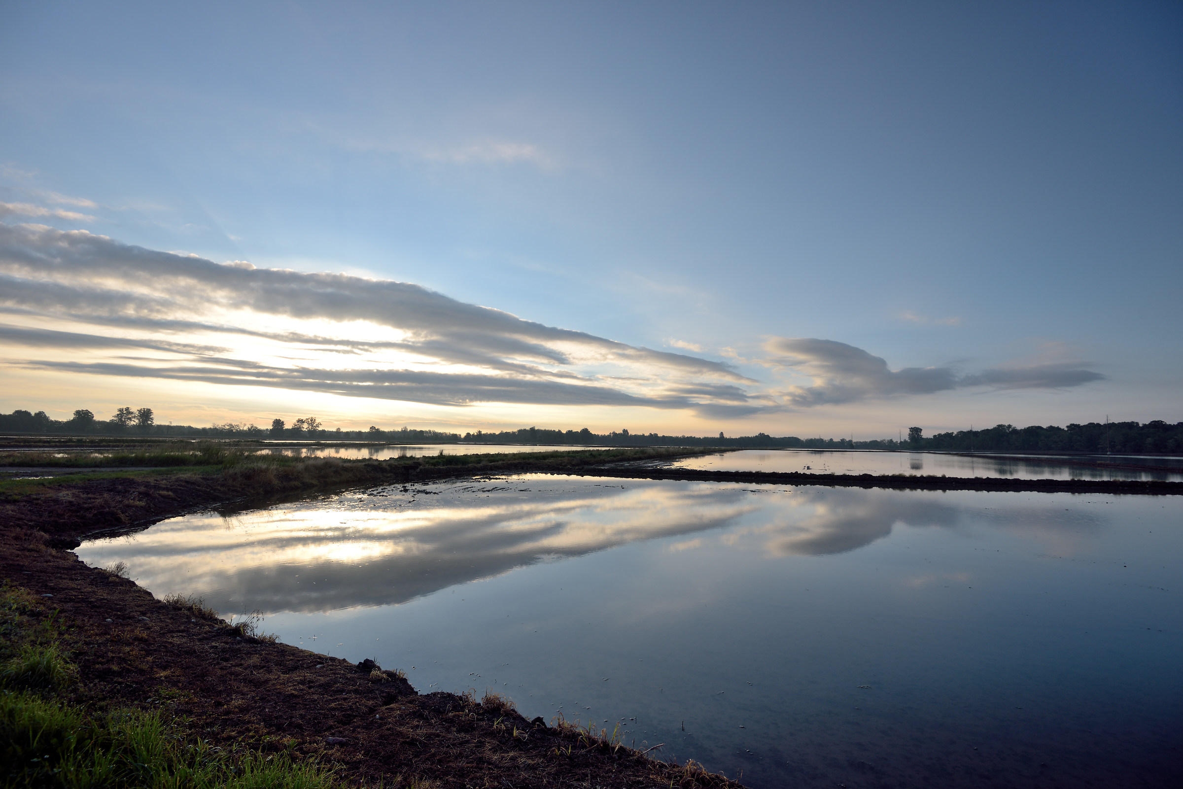 Sunrise in paddy field