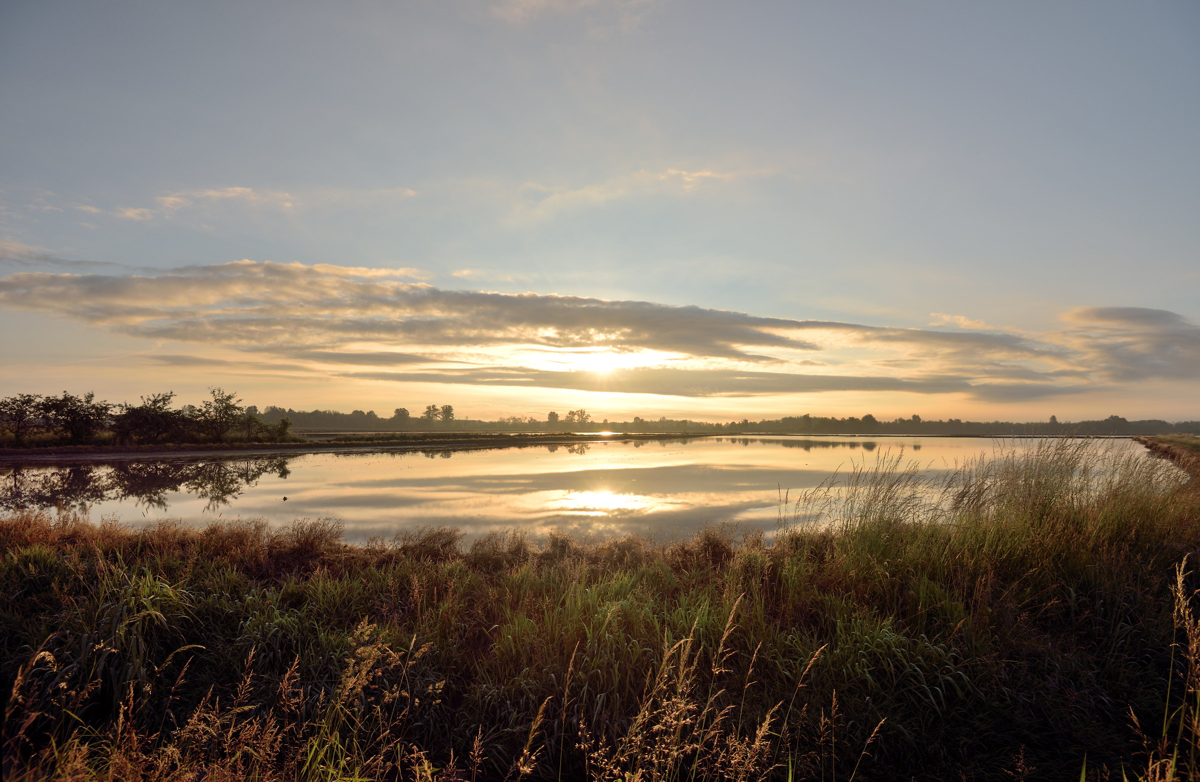 Sunrise in paddy field