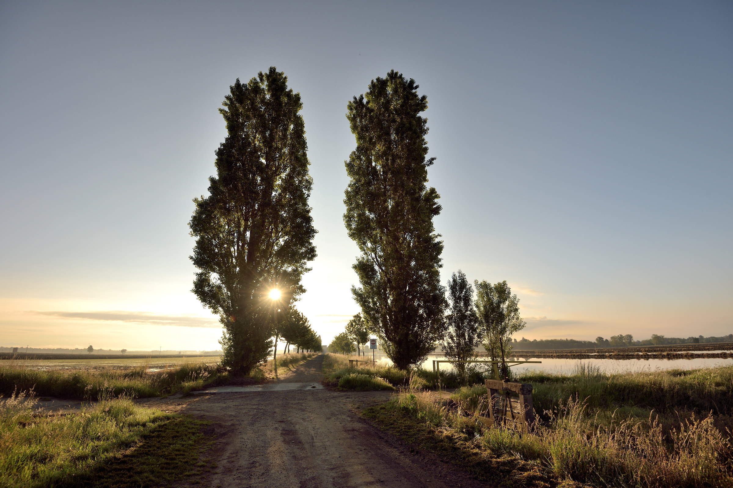 Sunrise in paddy field