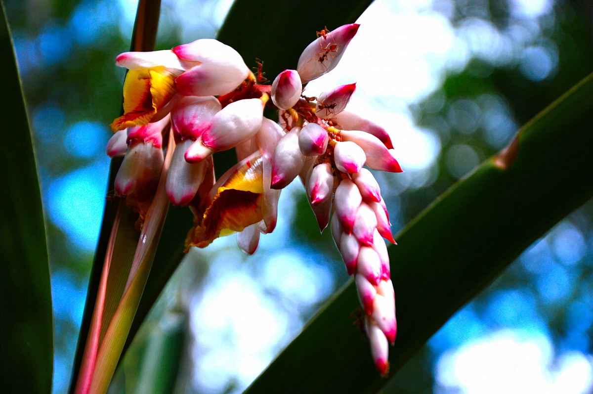 Chi sa come si chiama? =)