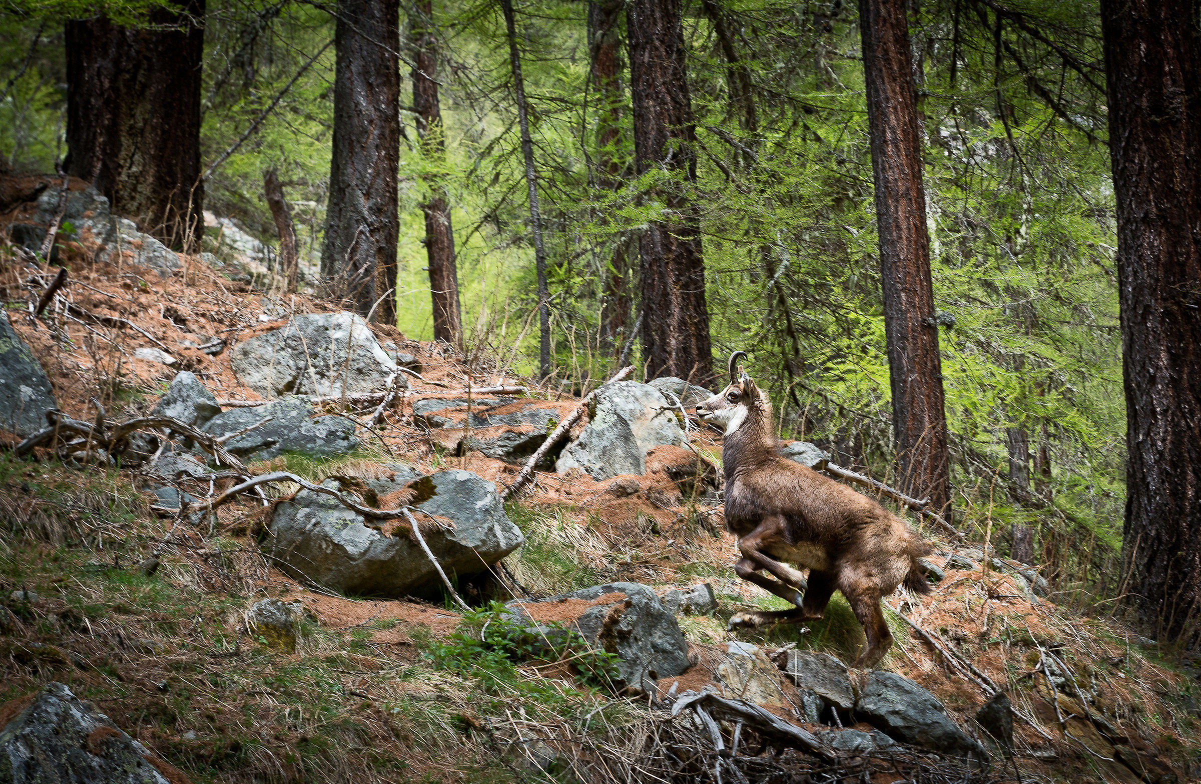 Camoscio (Pasco National Gran Paradiso)