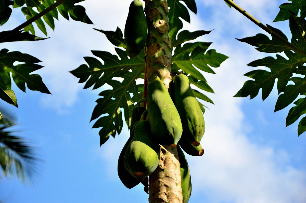 Pianta di Papaya