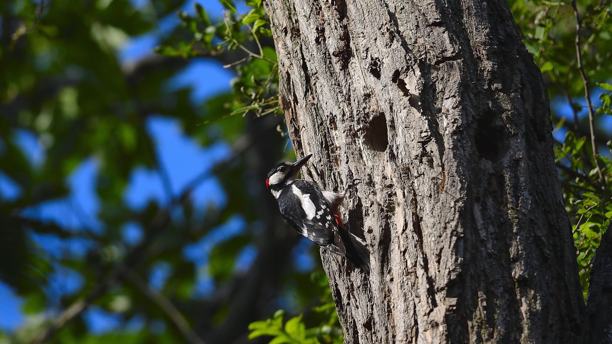 Io Janka e il picchio
