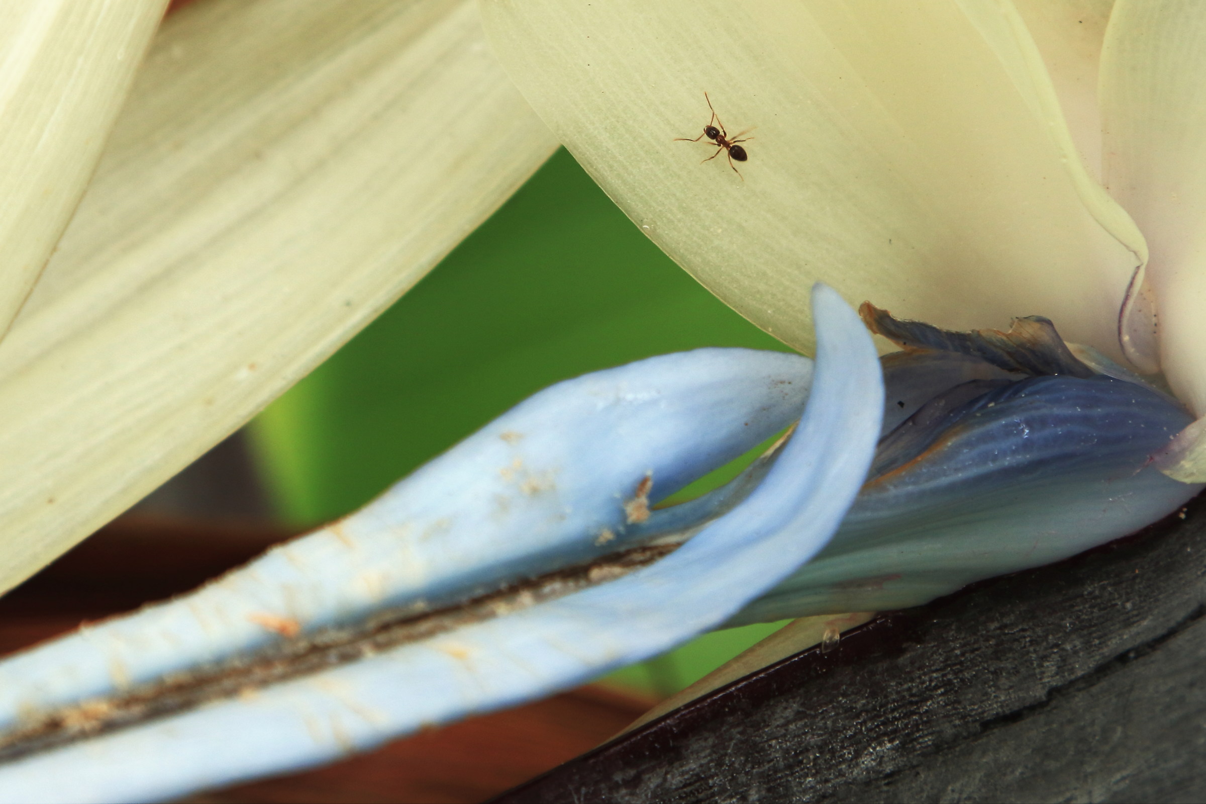 Small guest in banana flower