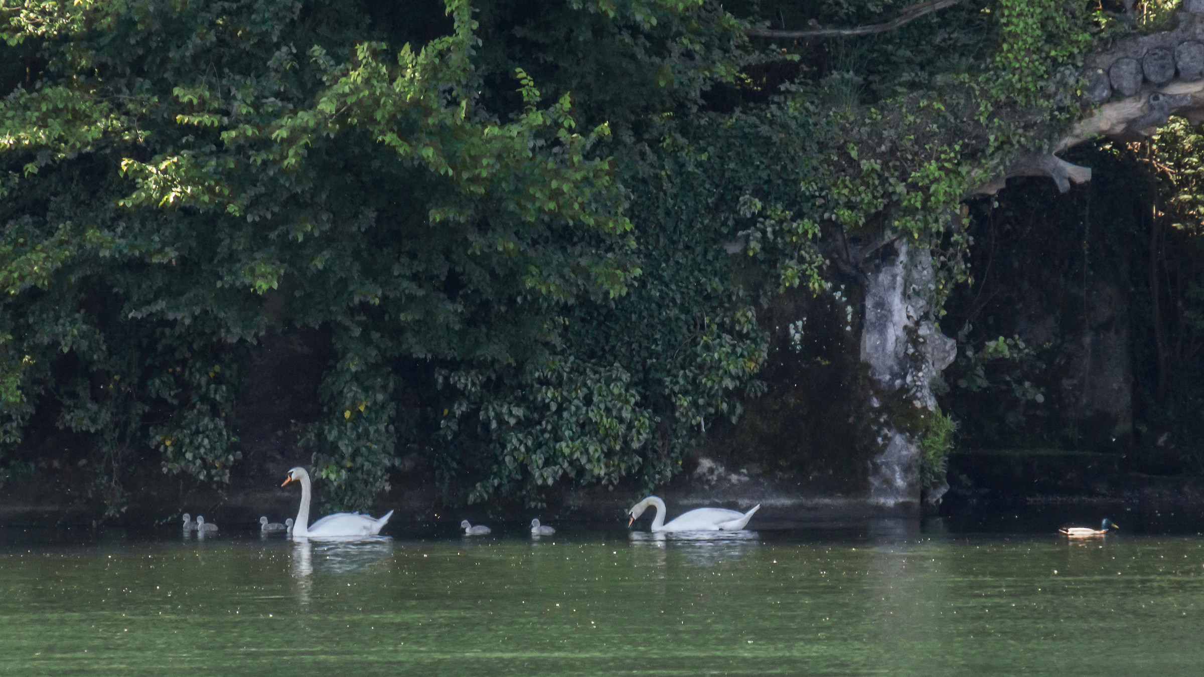 Swan family along the Piedmont shore of Ticino