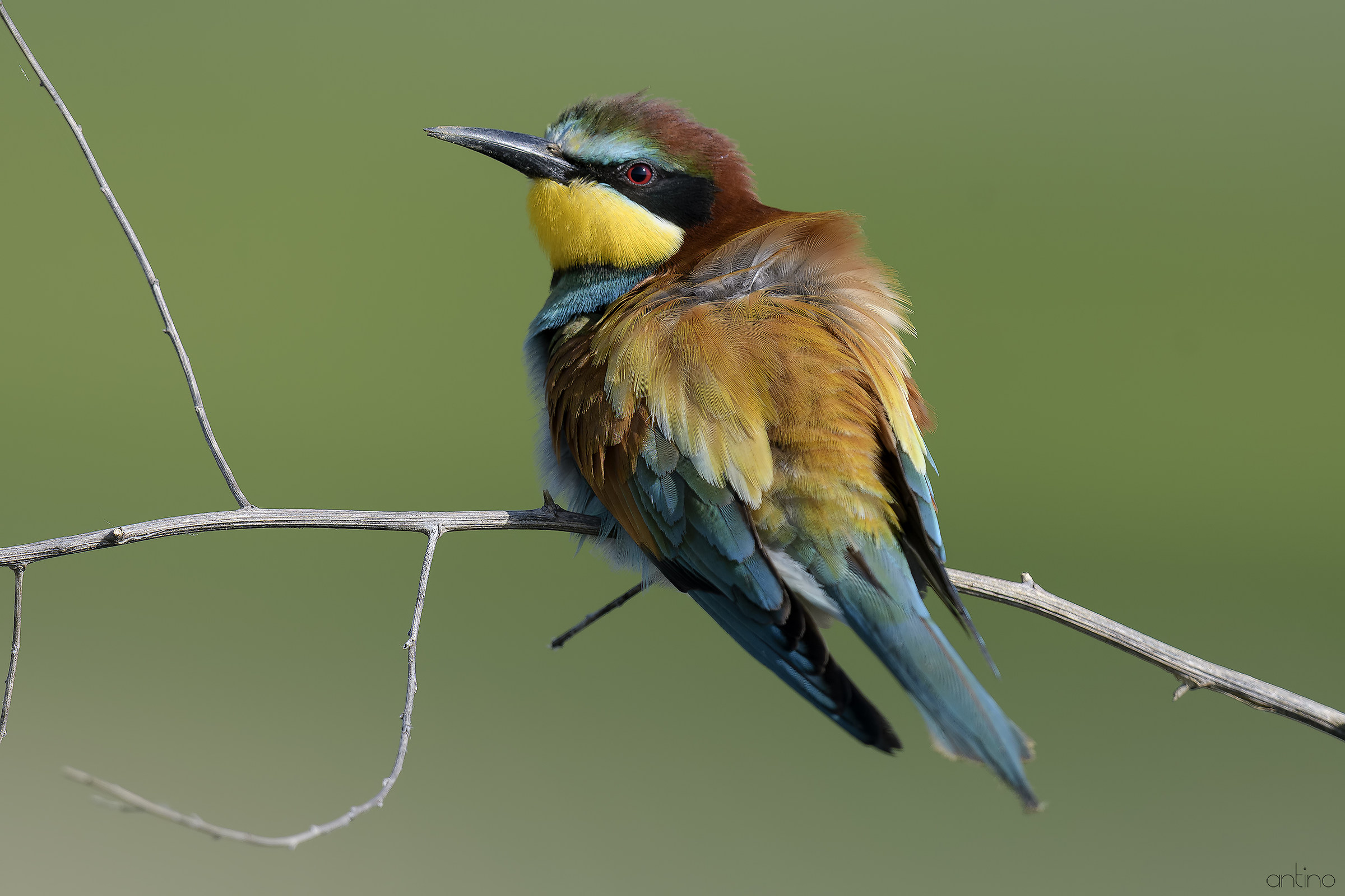 Bee eater