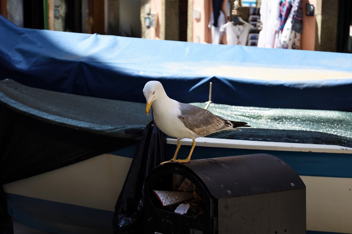 Seagull looking for food
