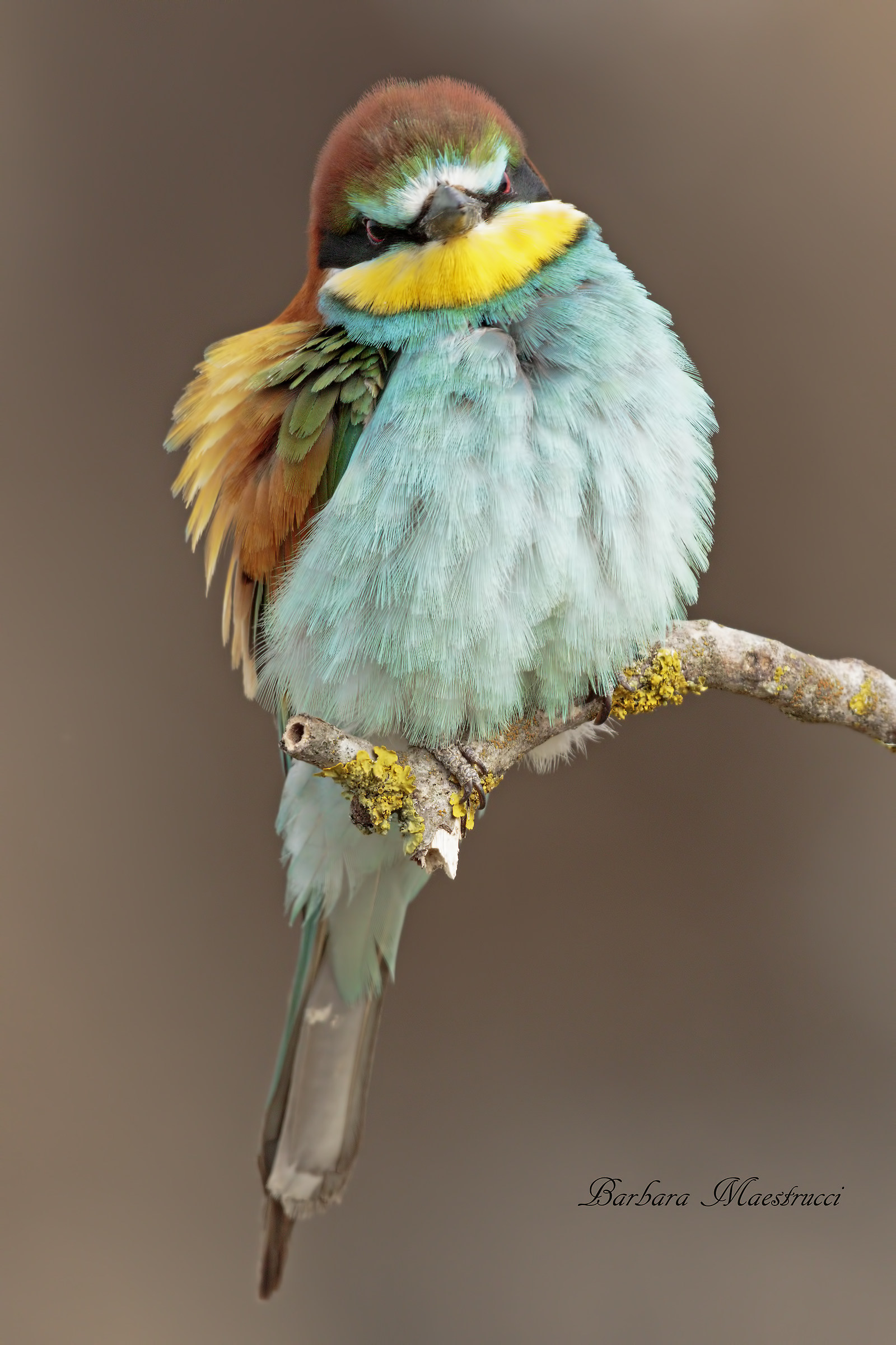 Si lo so' ..sono bellissimo!