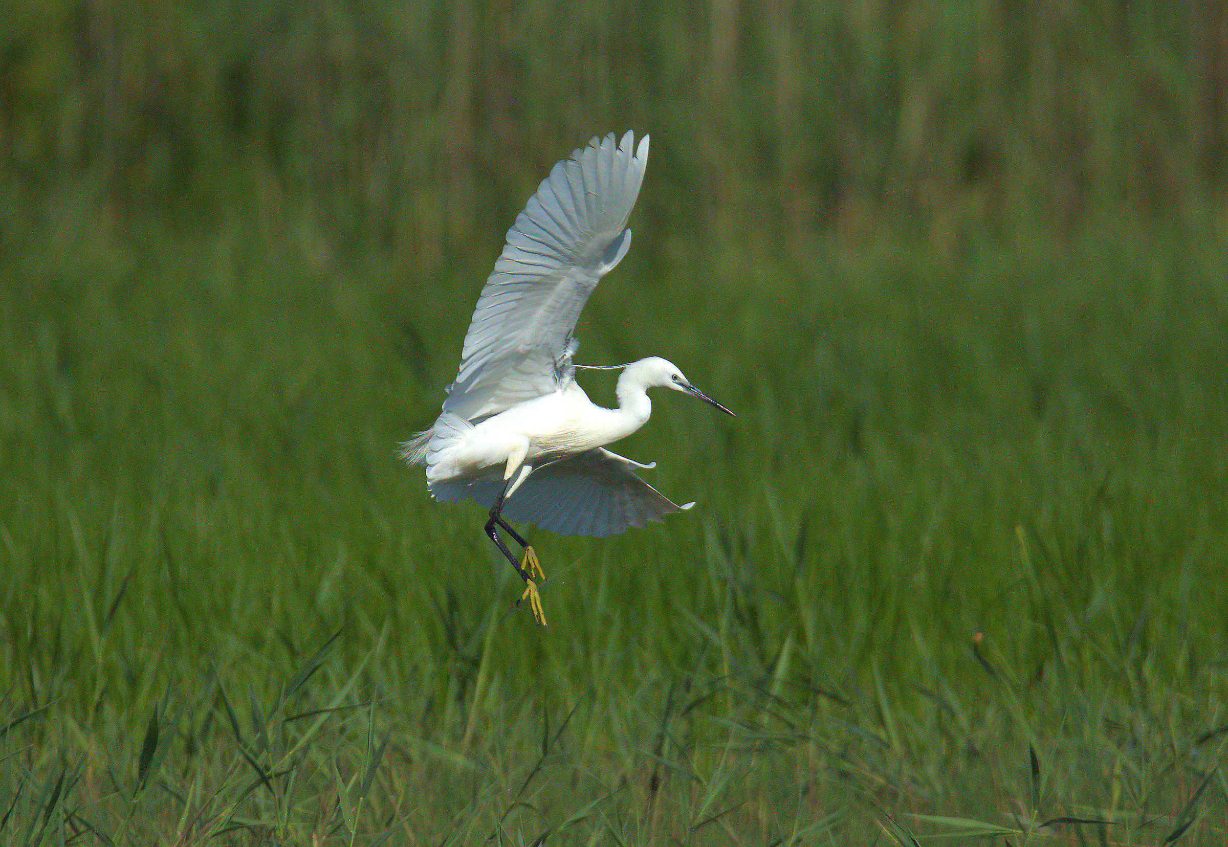 Egret
