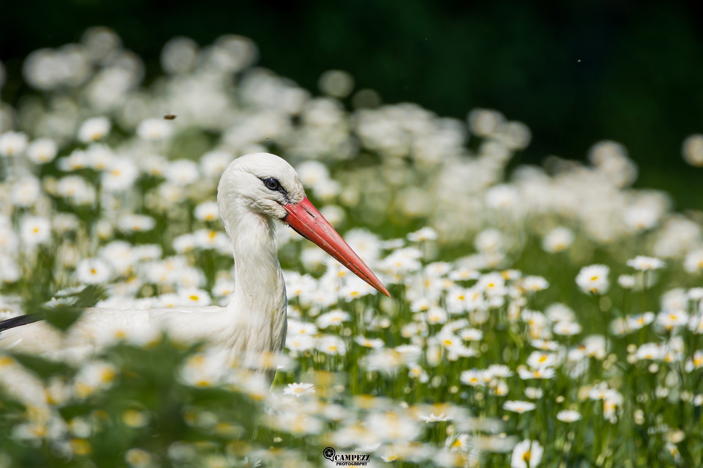 Stork among daisies