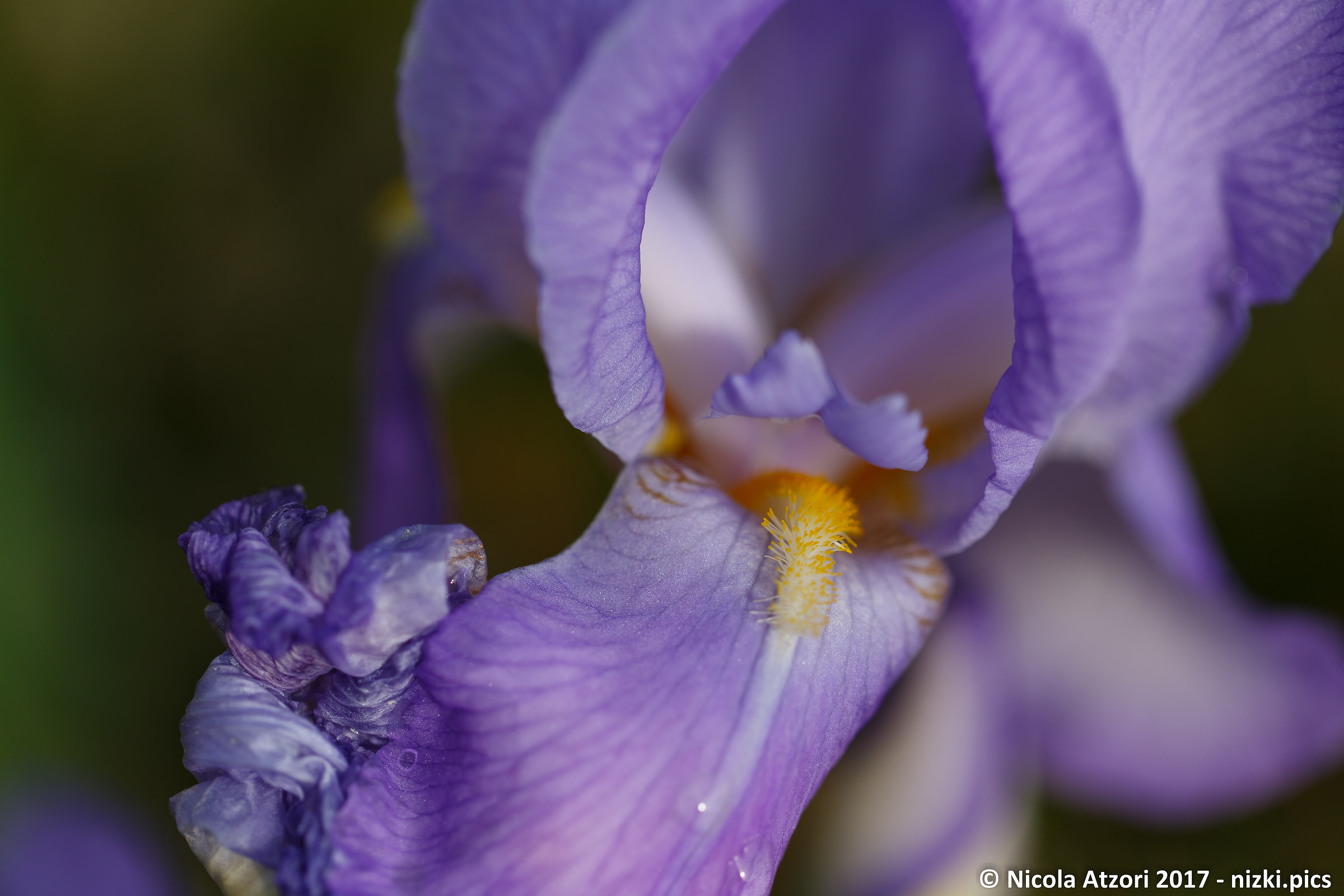 Iris sp.