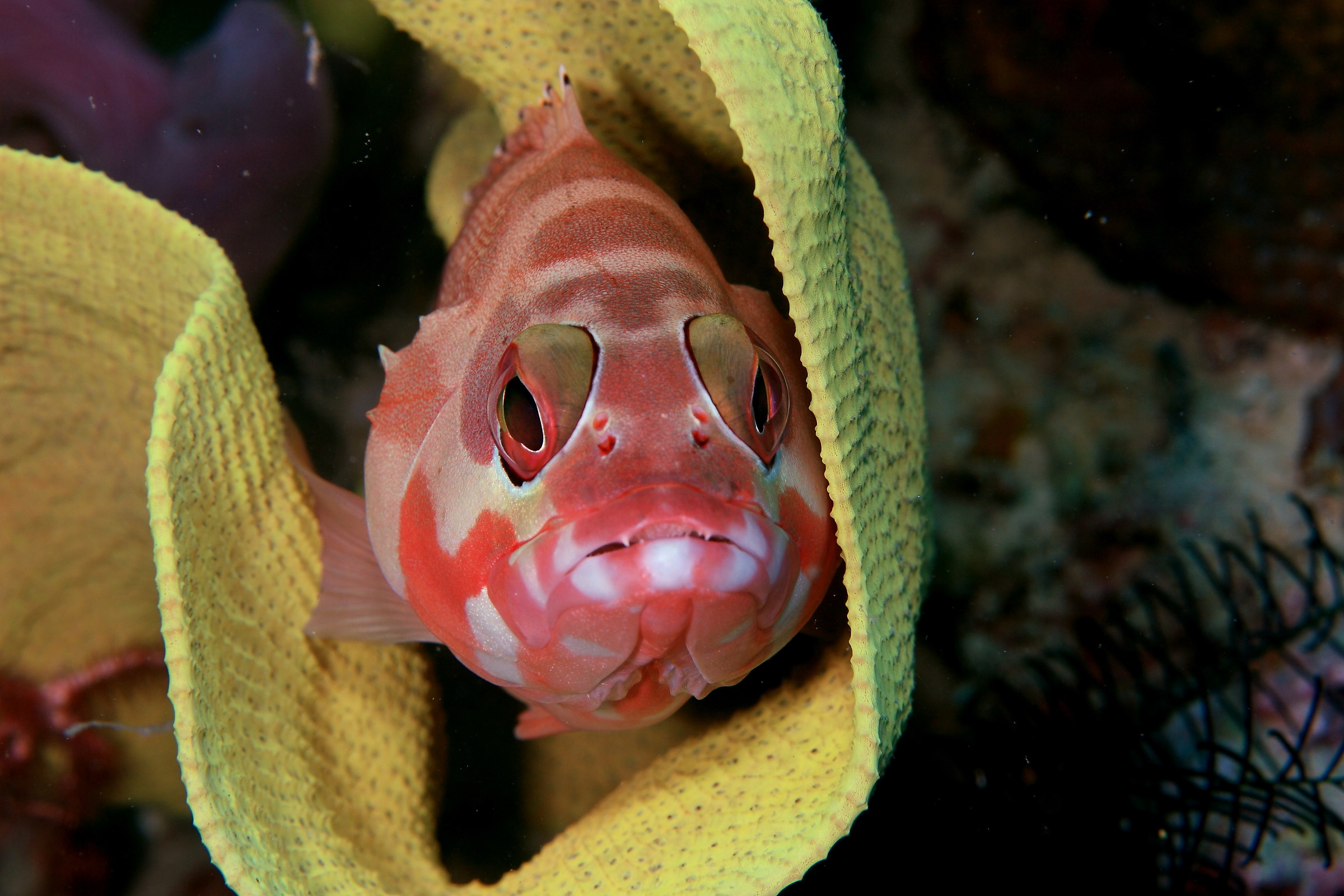 She waits for me to cry a little cold