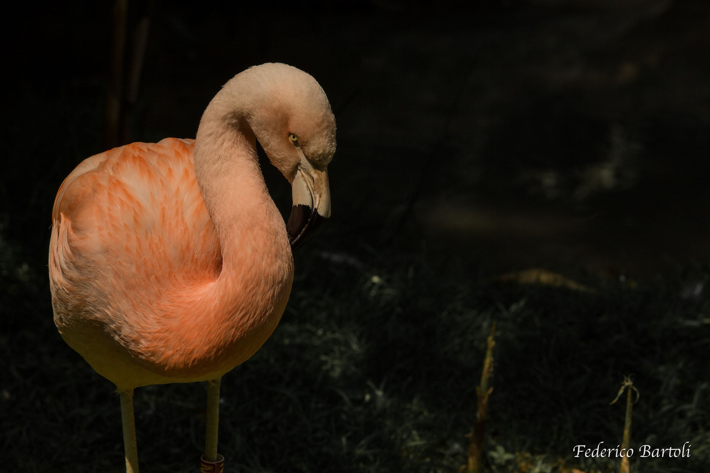 Flamingo