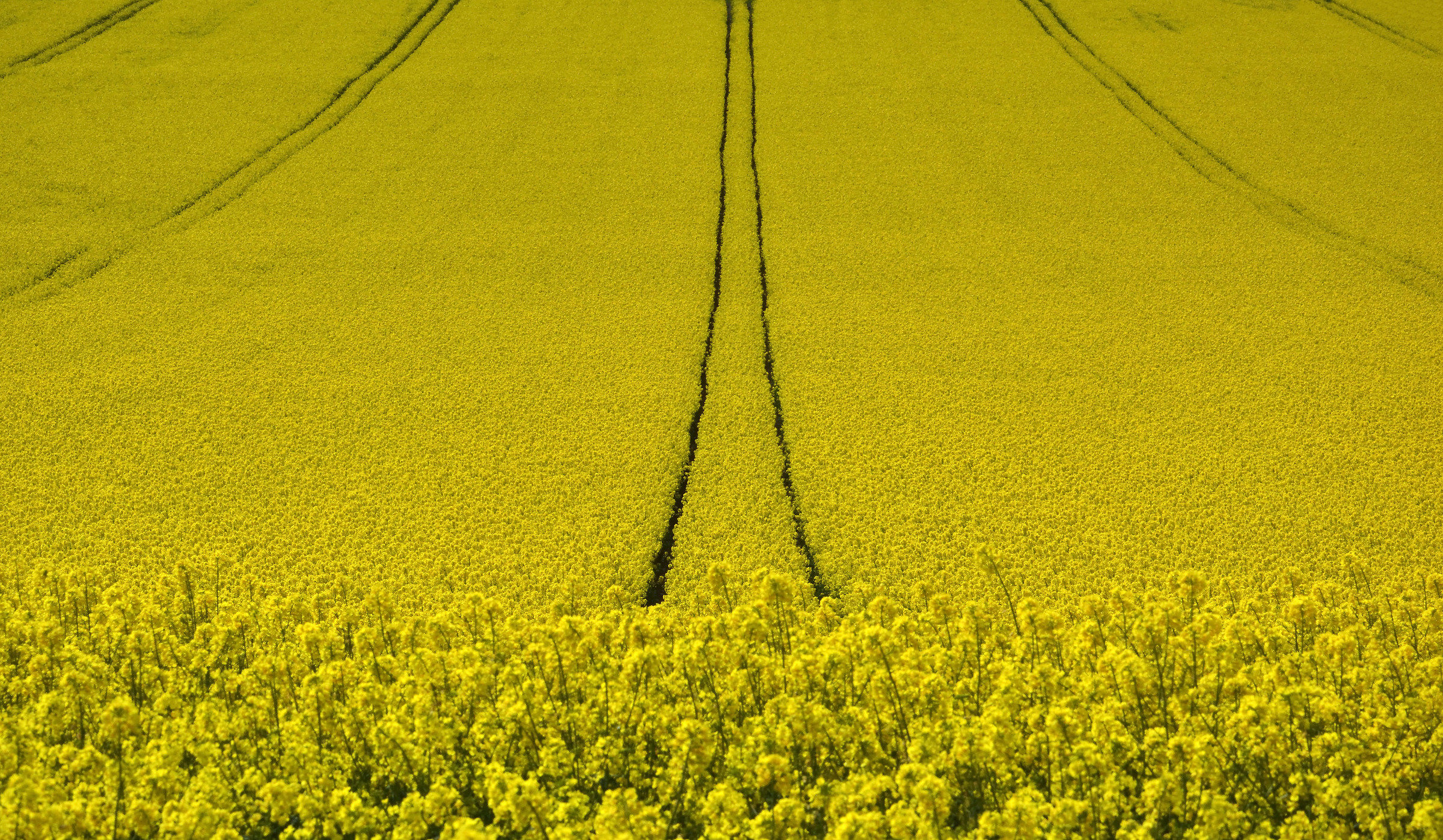 Una simmetria in giallo -2