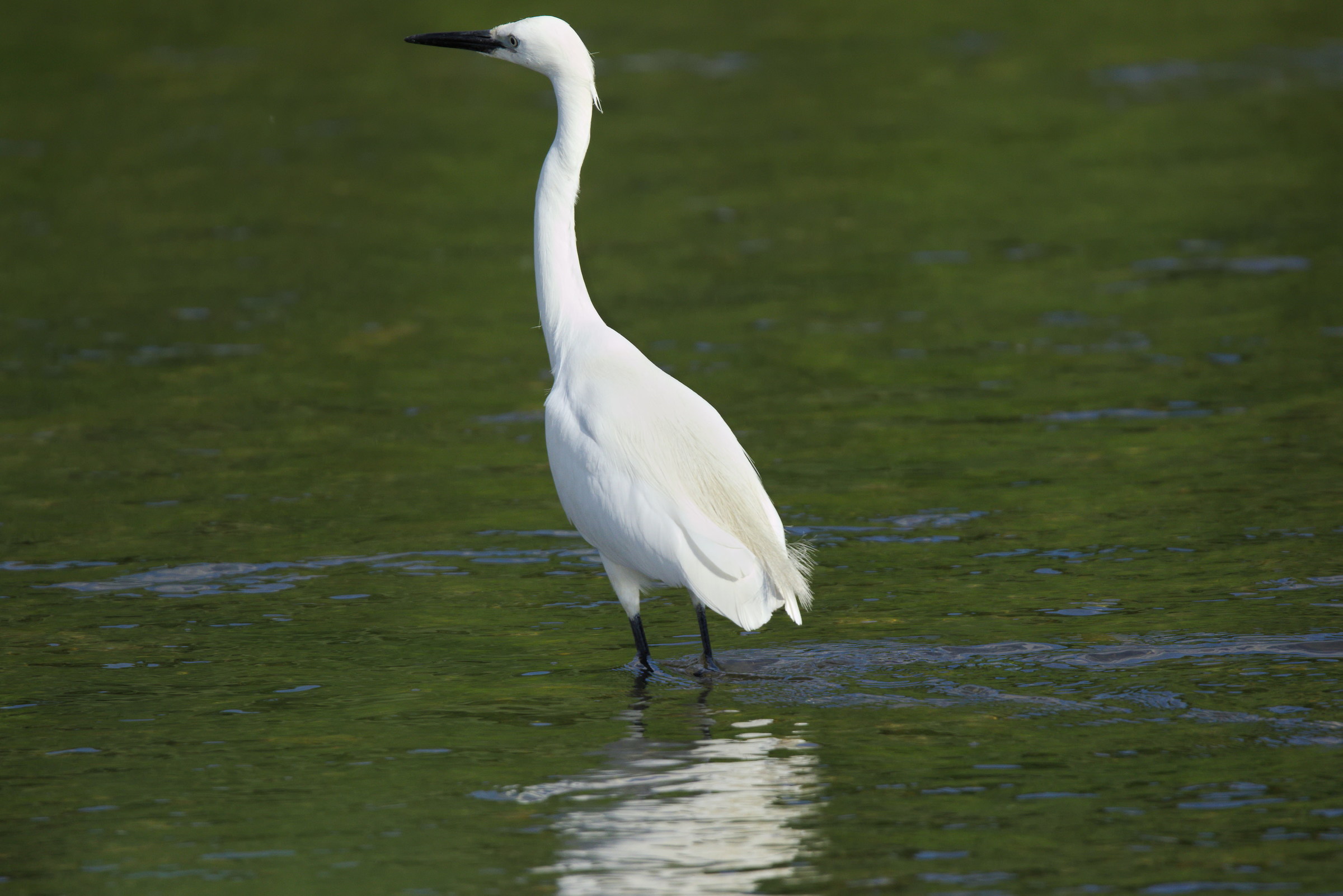 Egretta garzetta Bacchiglione