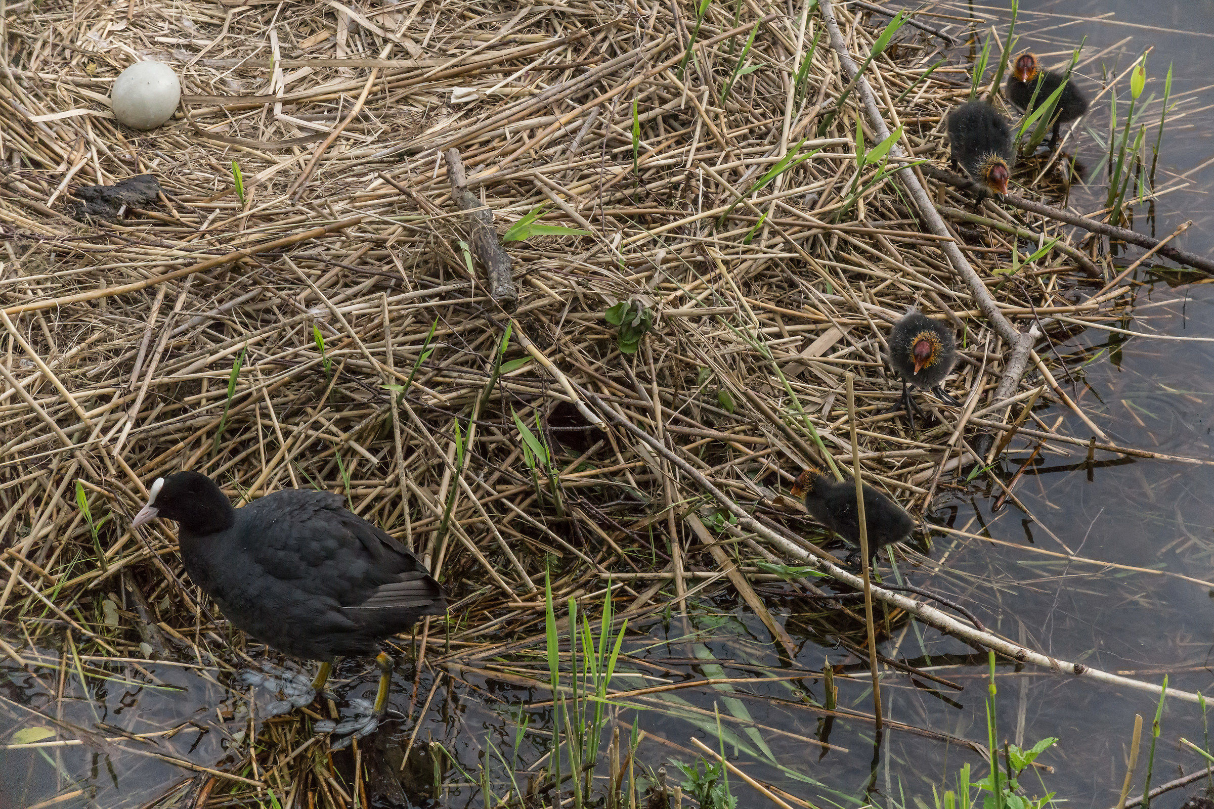A folaghe family invading a swan nest