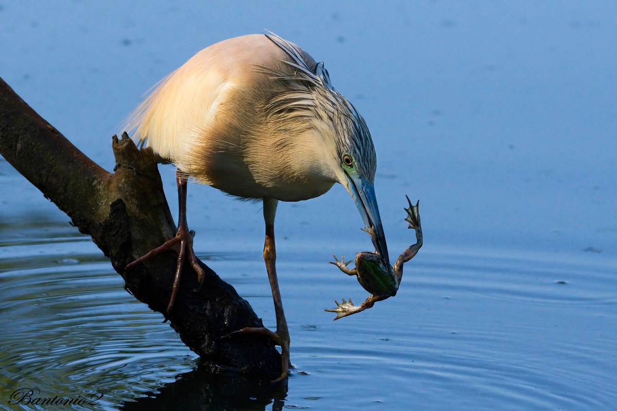 Snail (Ardeola ralloides) 8.