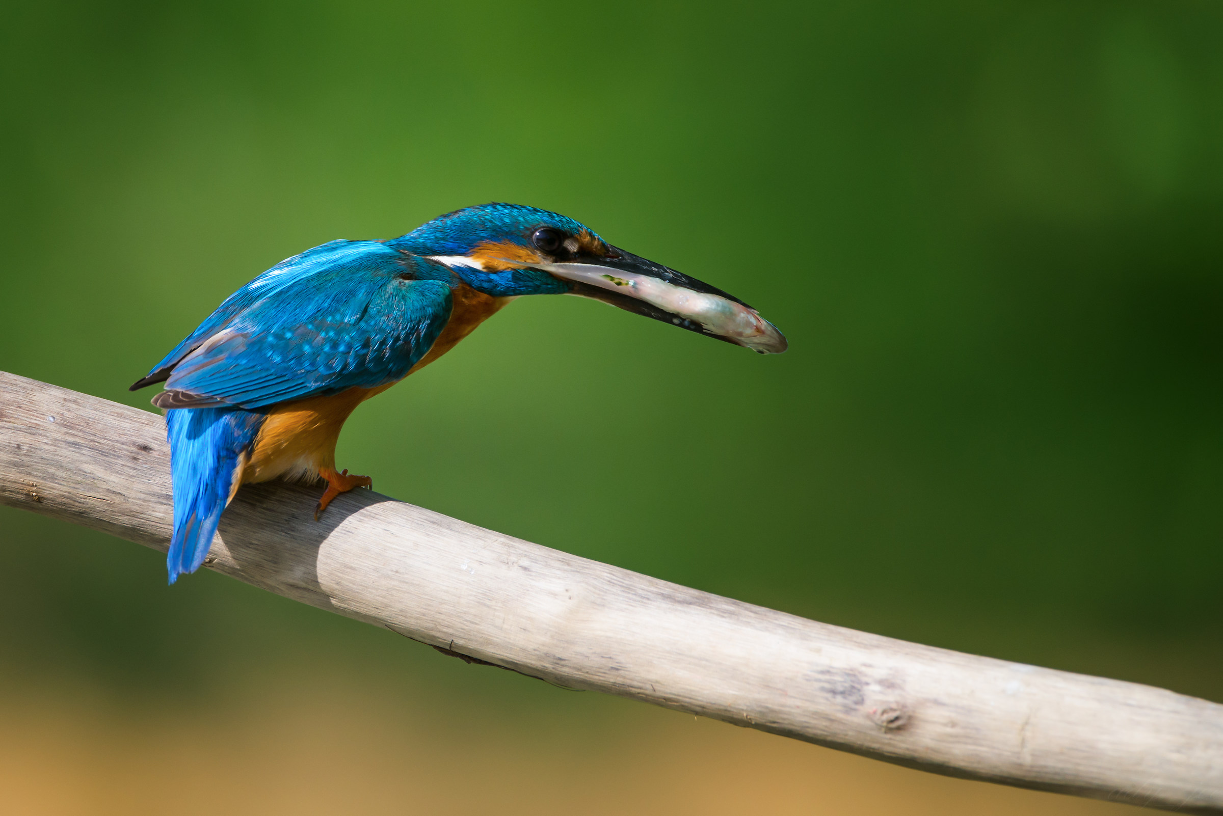 Kingfisher