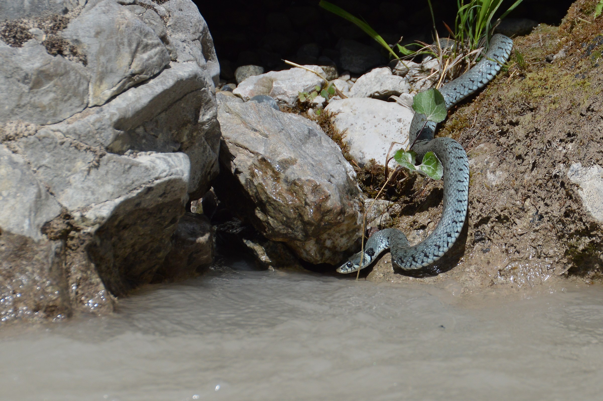 natrix natrix frison