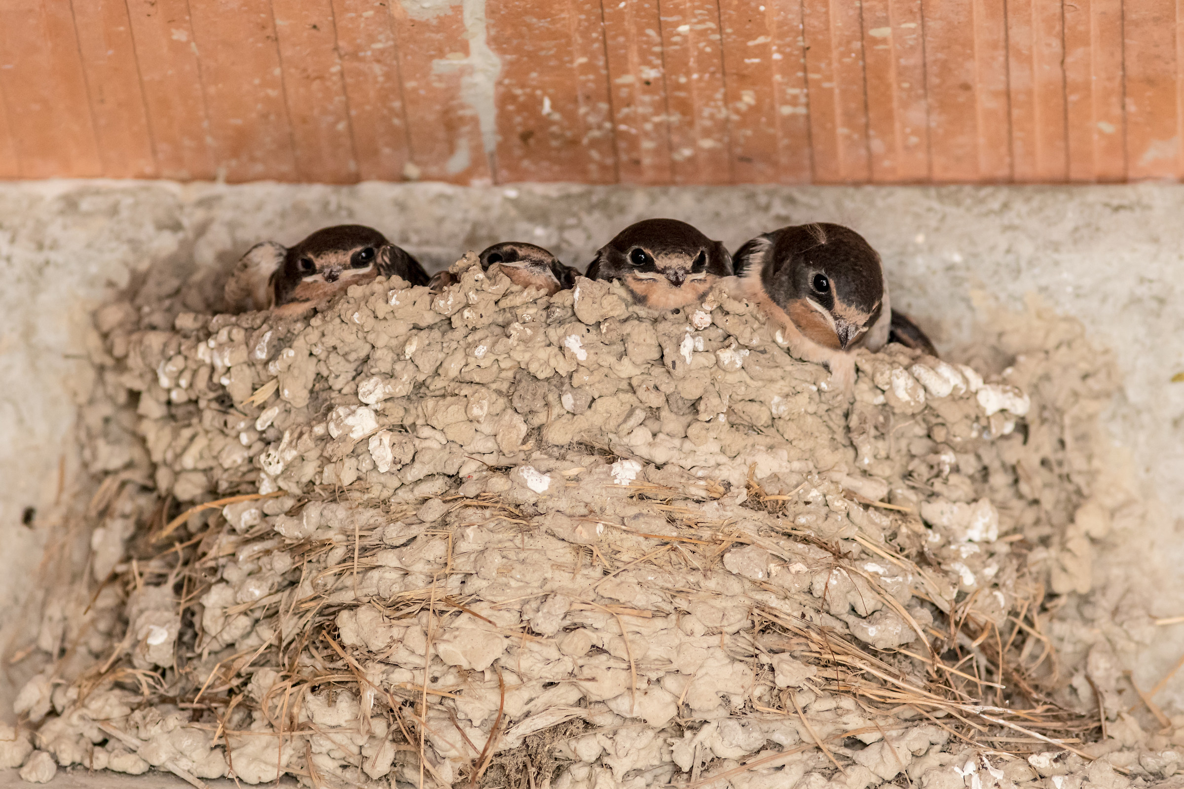 Swallows ready to fly the first flight
