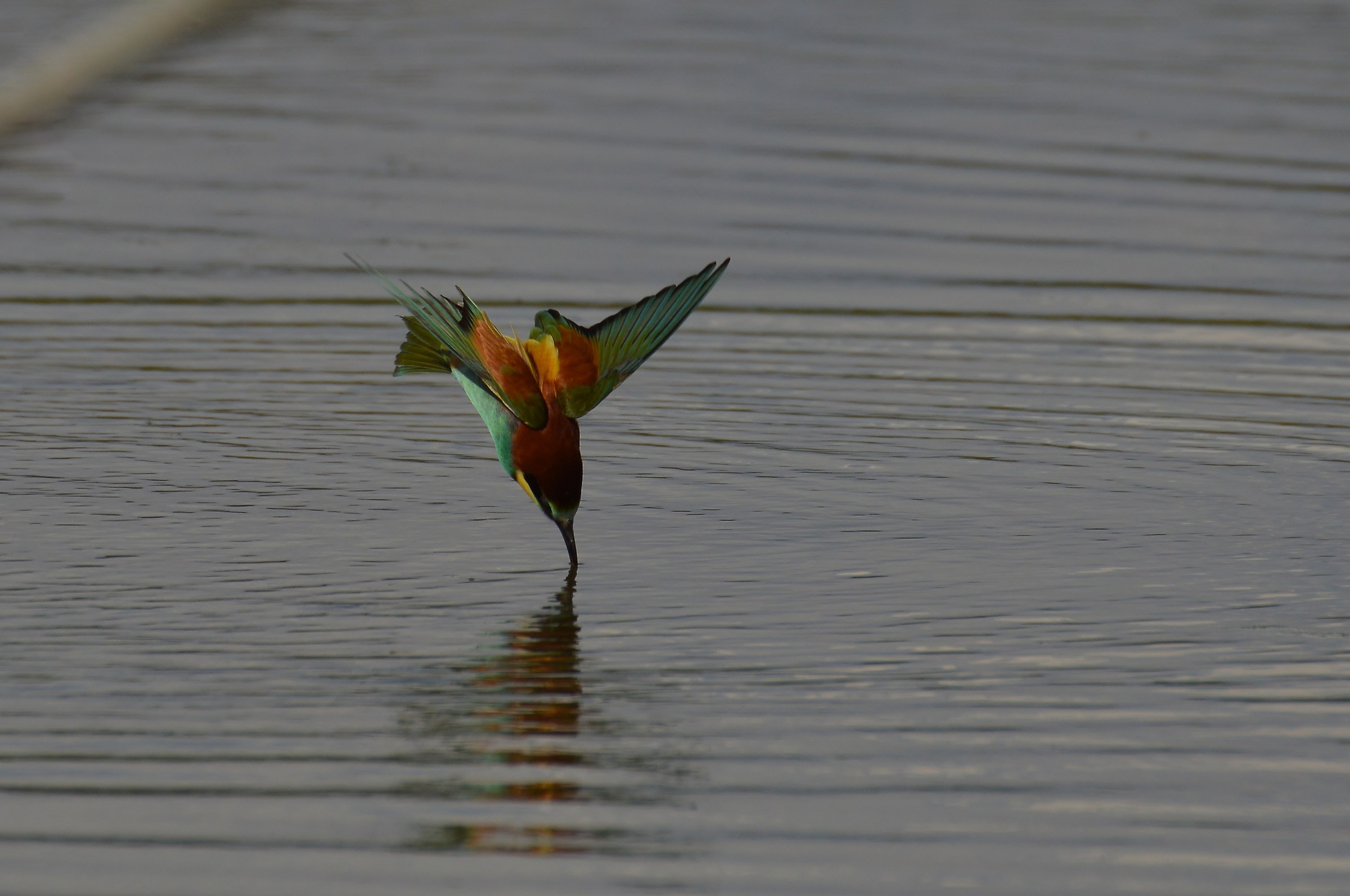 bagnetto del gruccione