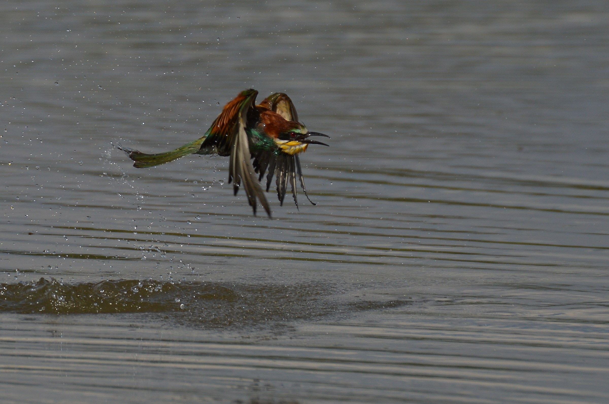 bagnetto del gruccione 3