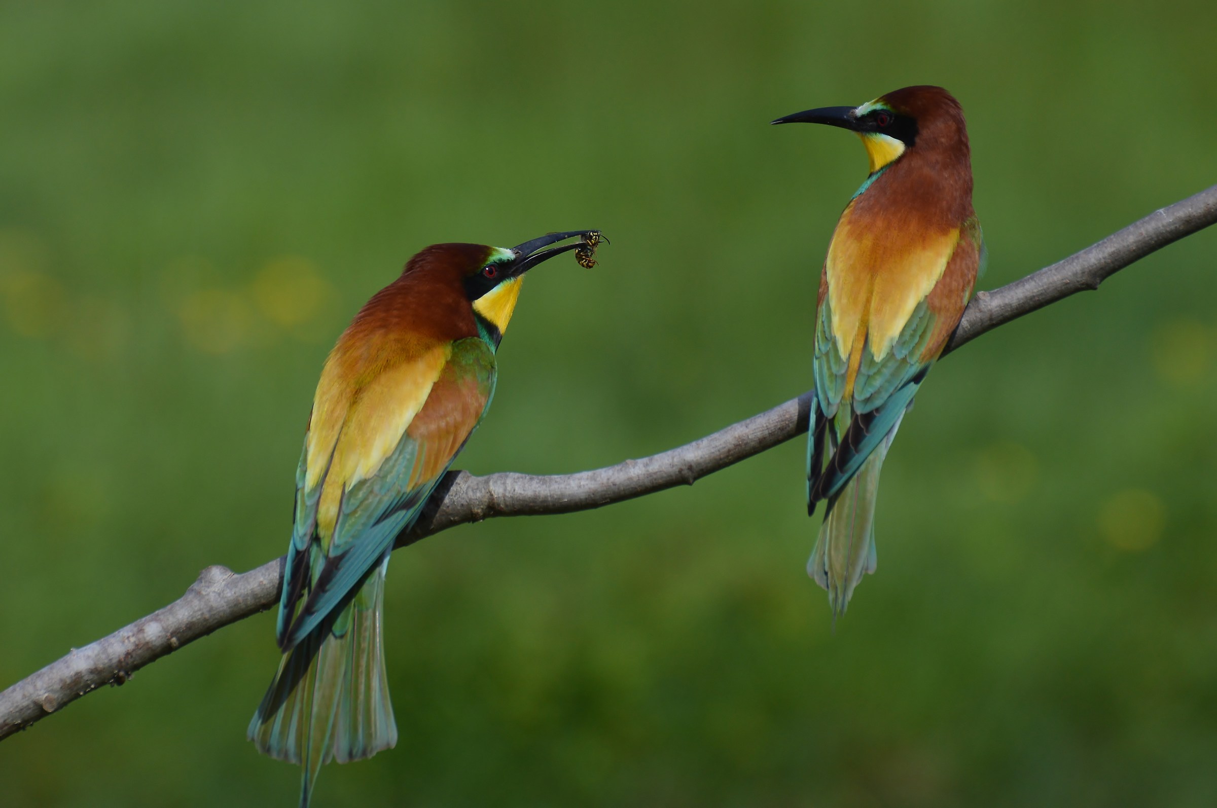 corteggiamento gruccioni