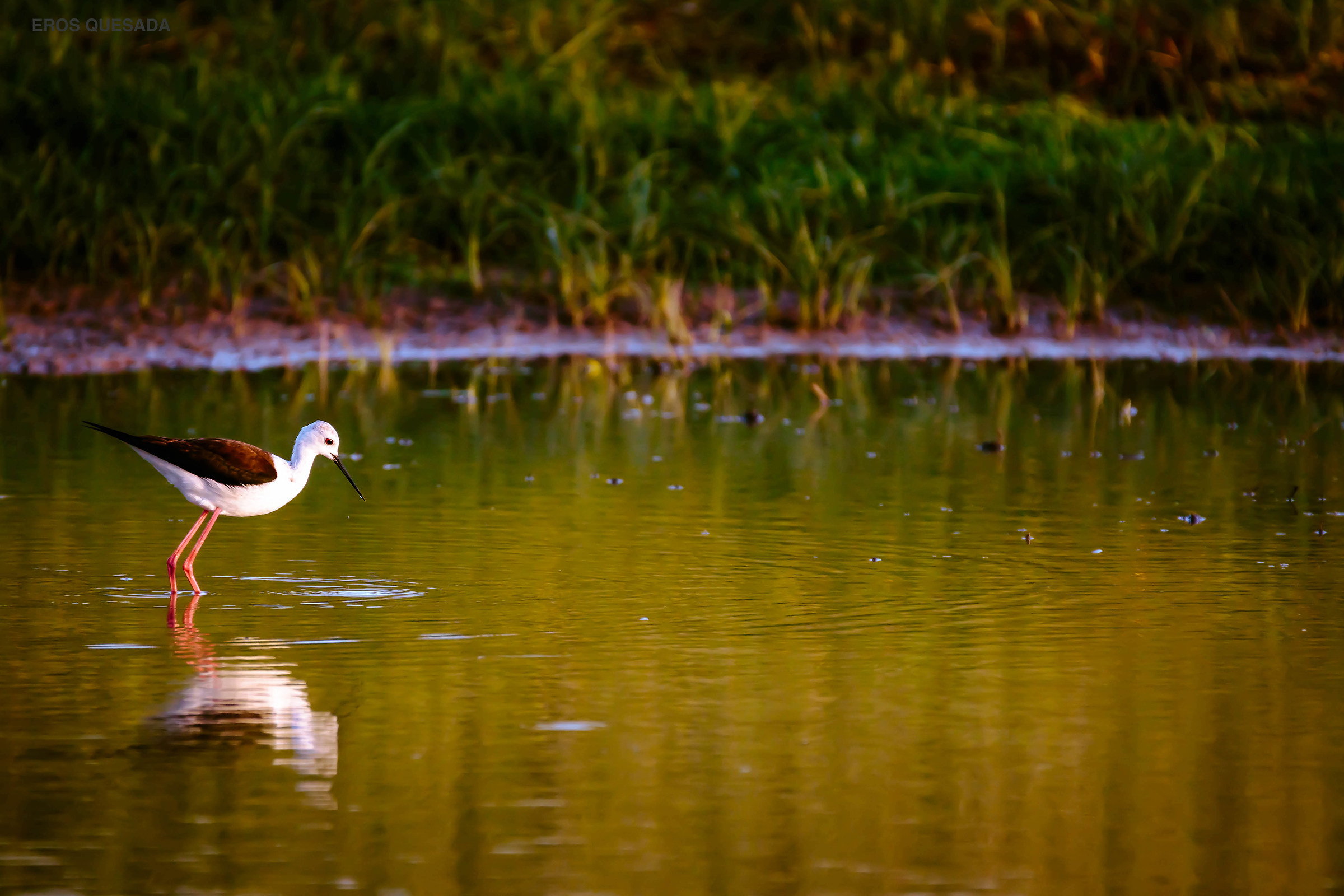 Knight of Italy (Himantopus himantopus)