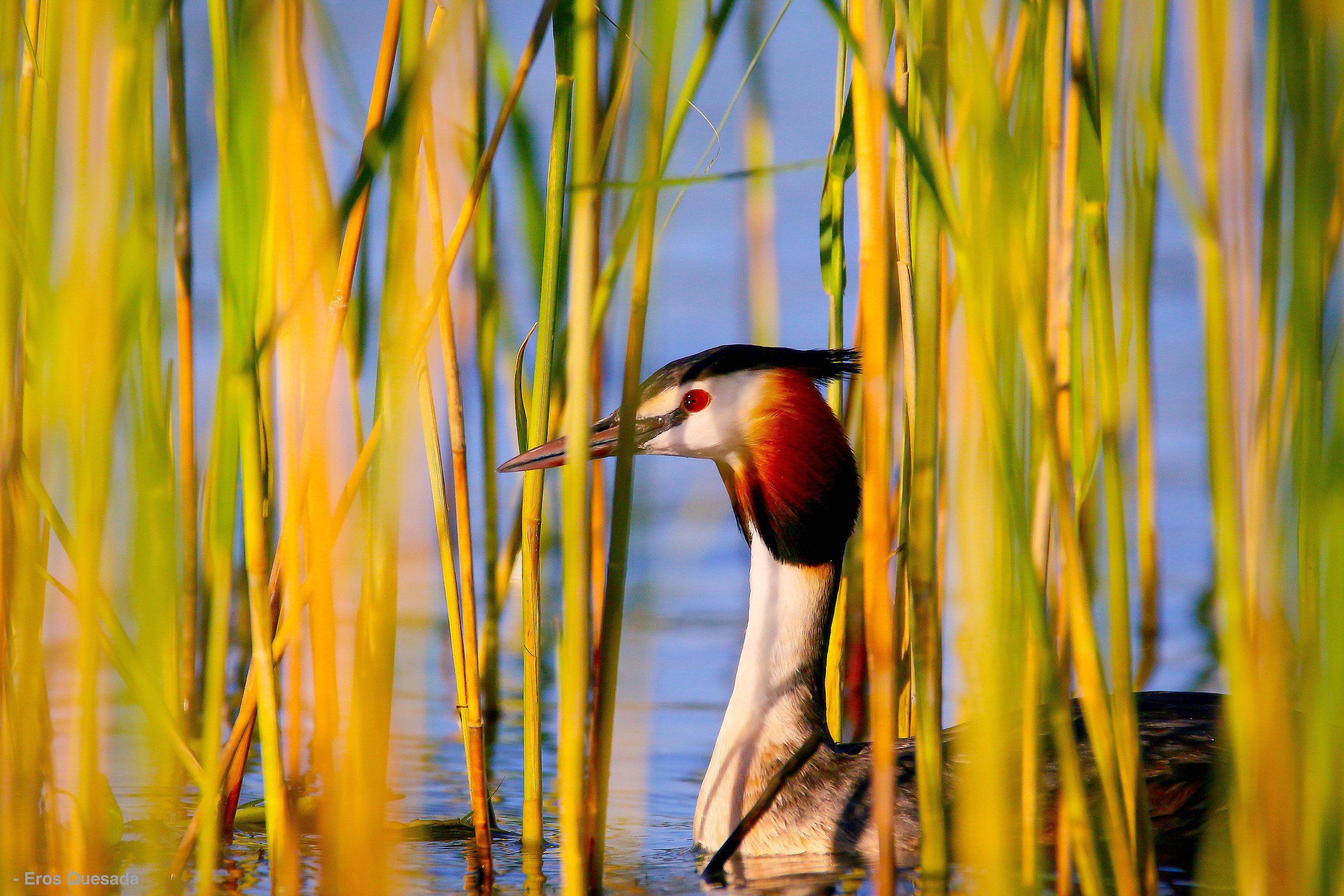Grebe