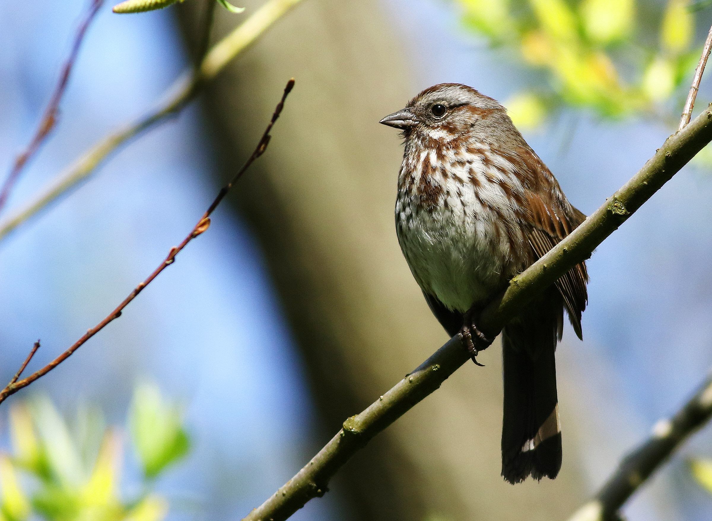 Song Bird in primavera