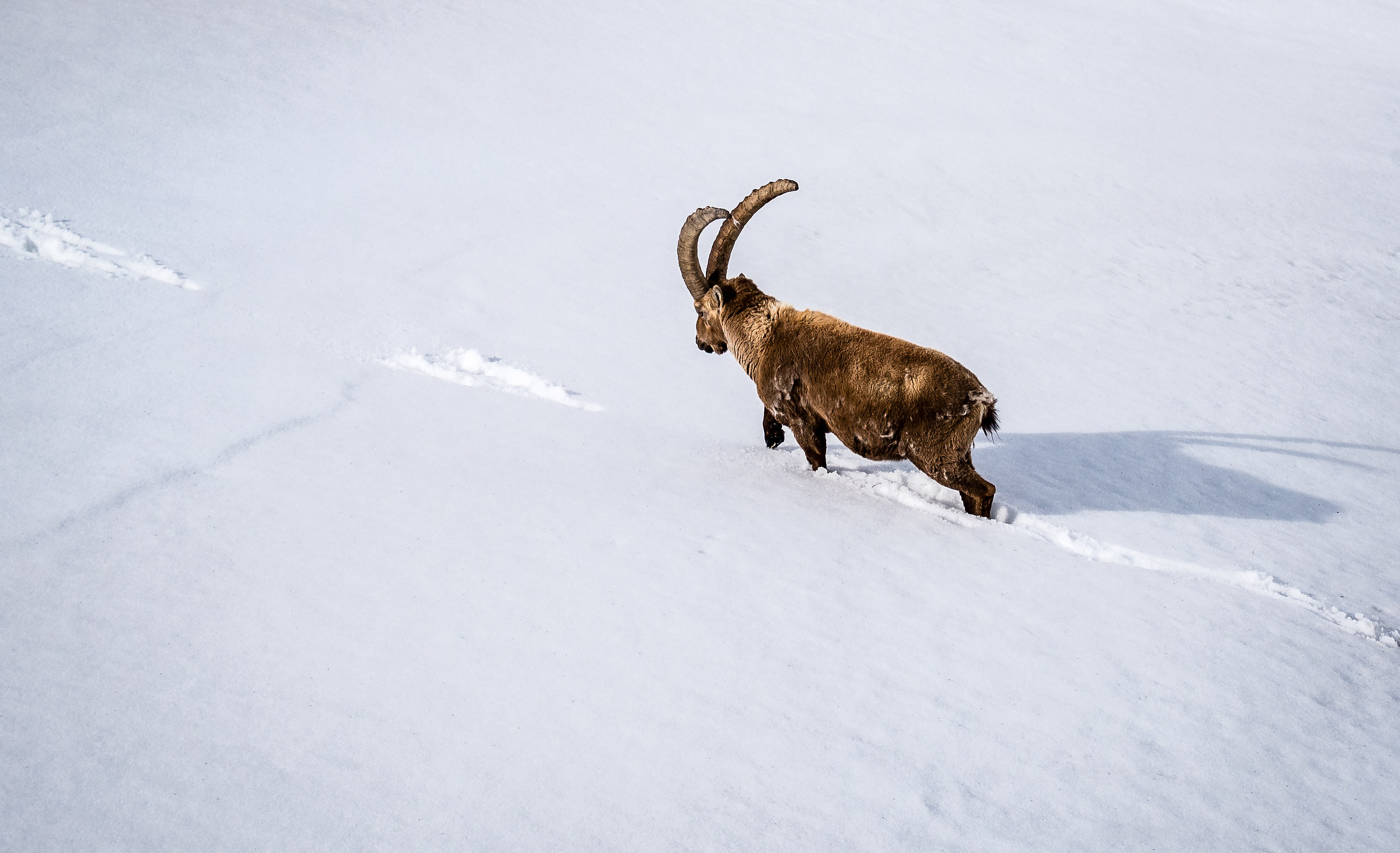 Ibex