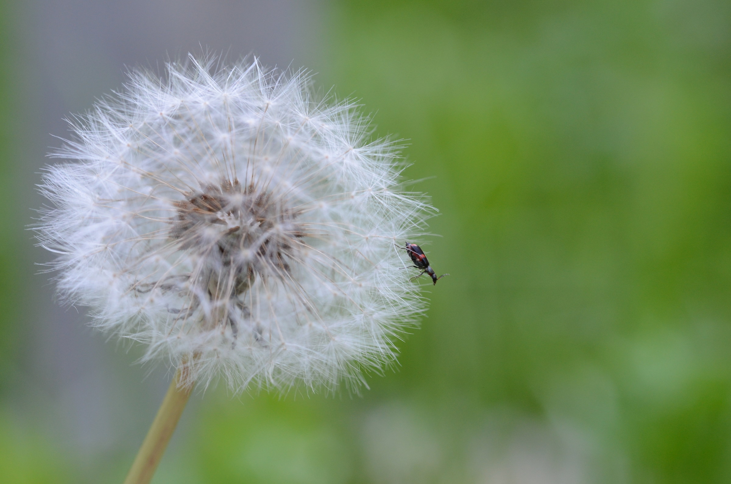 O scatti o mi butto!