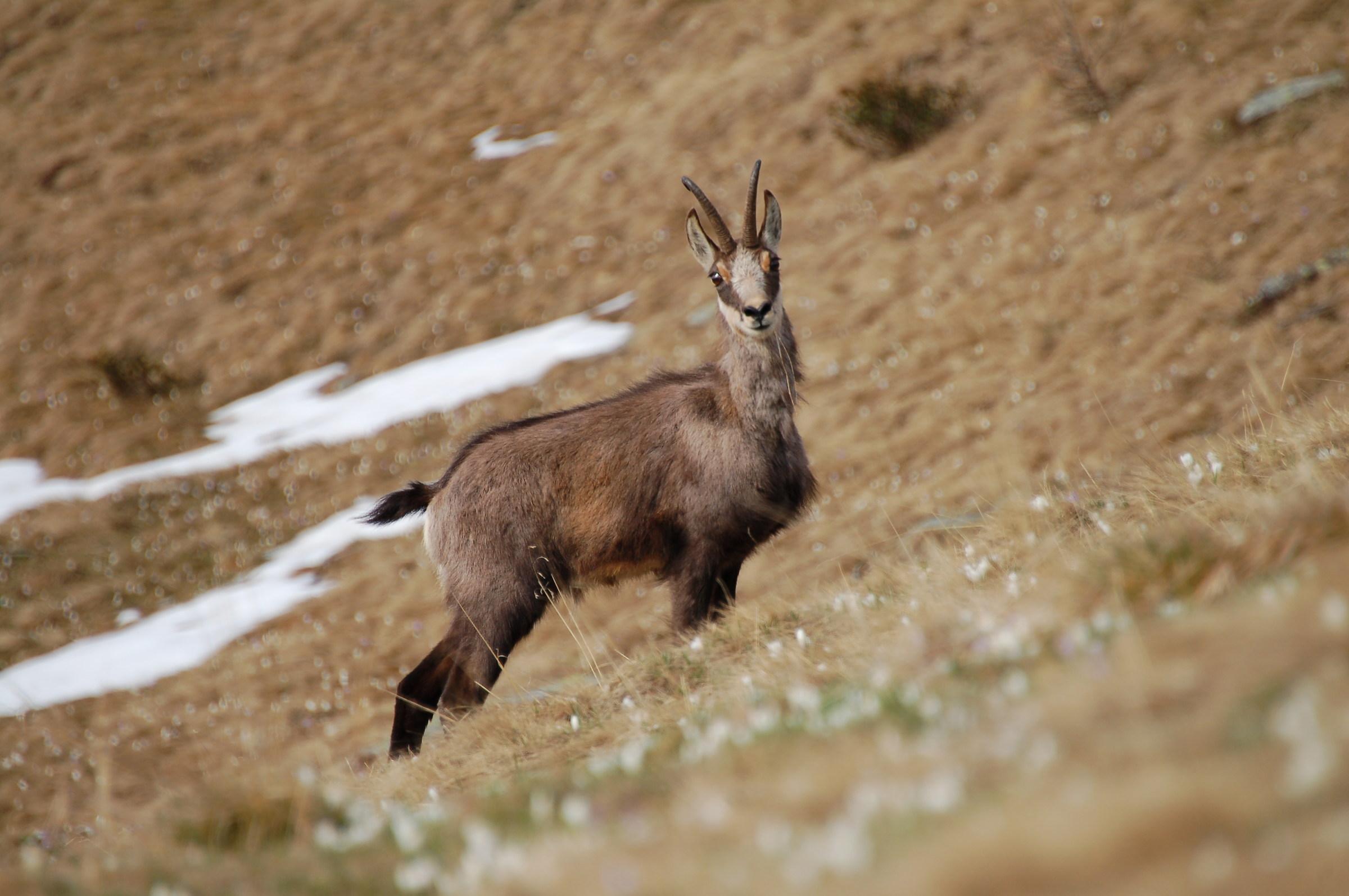 Camoscio alpino (Rupicapra rupicapra) - maggio