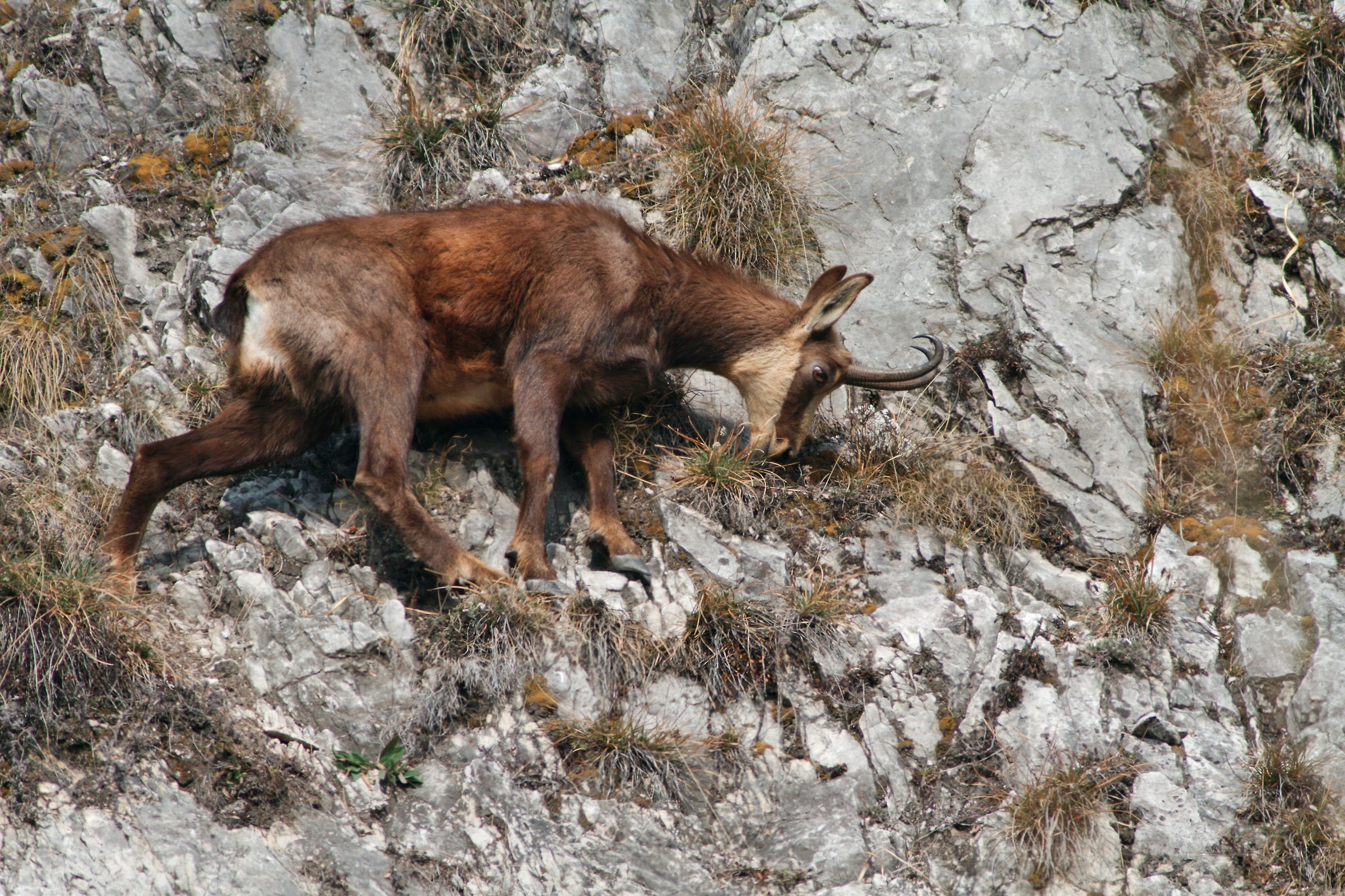Camoscio 03