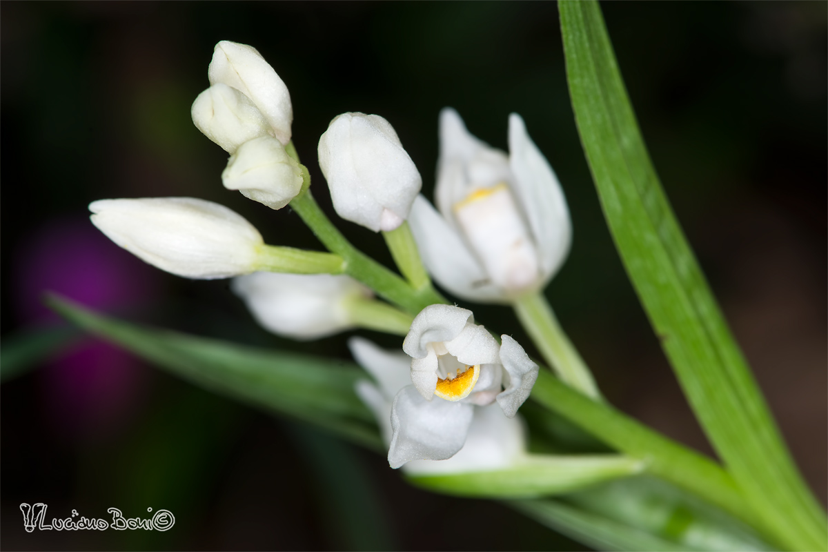 Cephalanthera longifolia