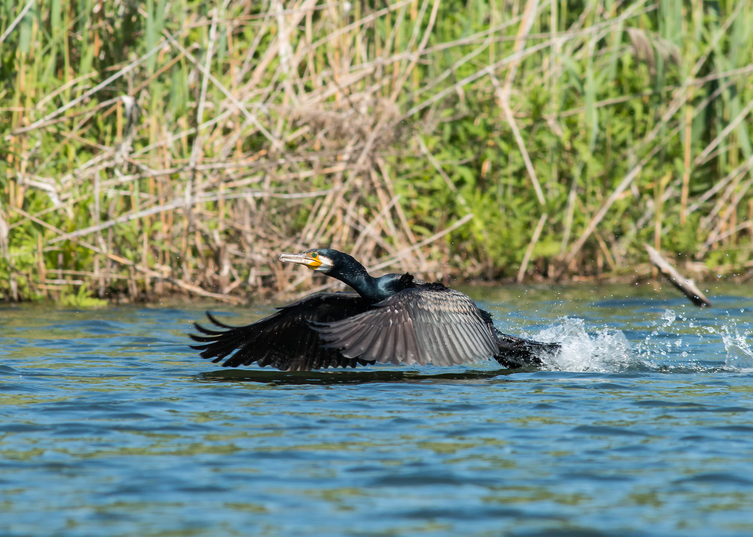 Cormorano in decollo