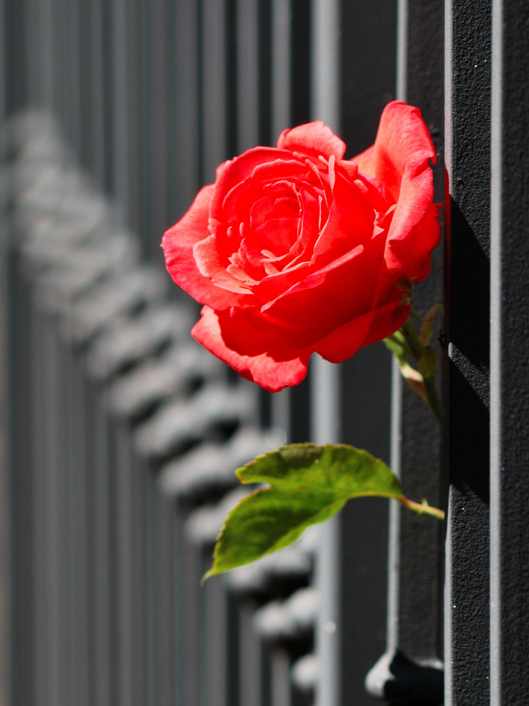 The roses of the neighbor are getting redder!