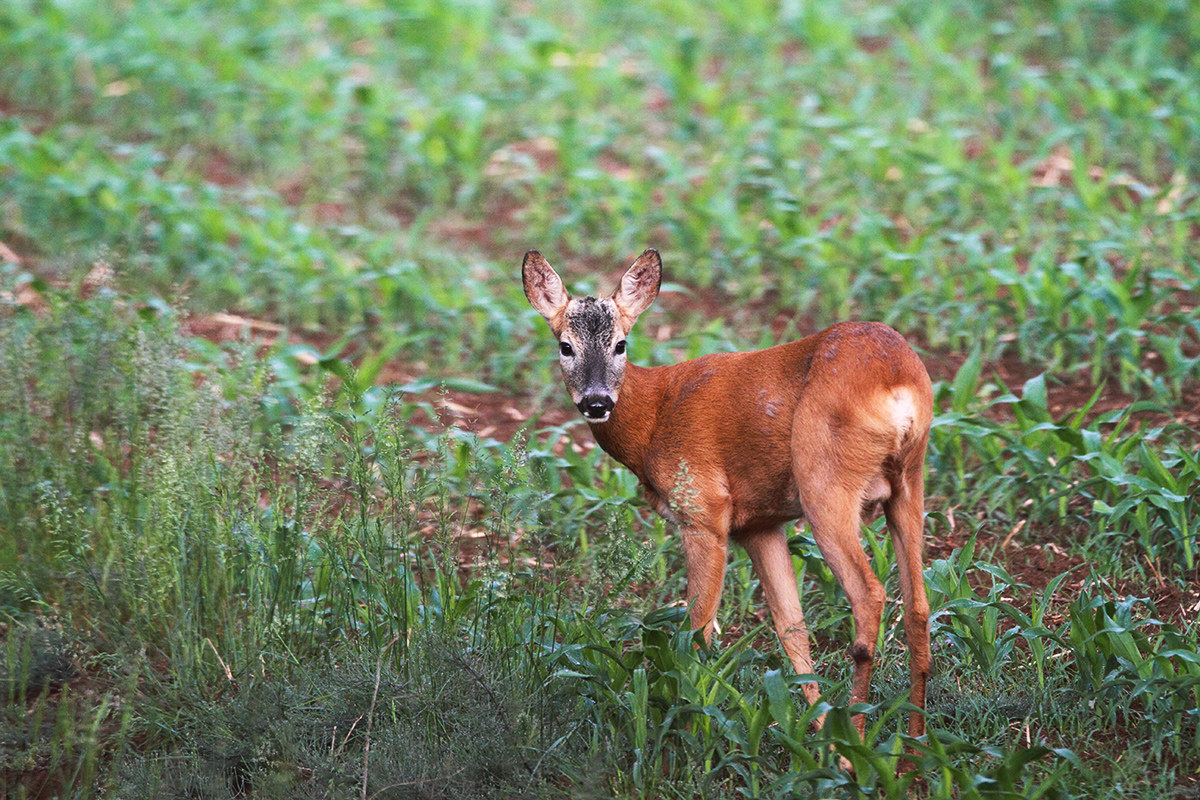 Deer female