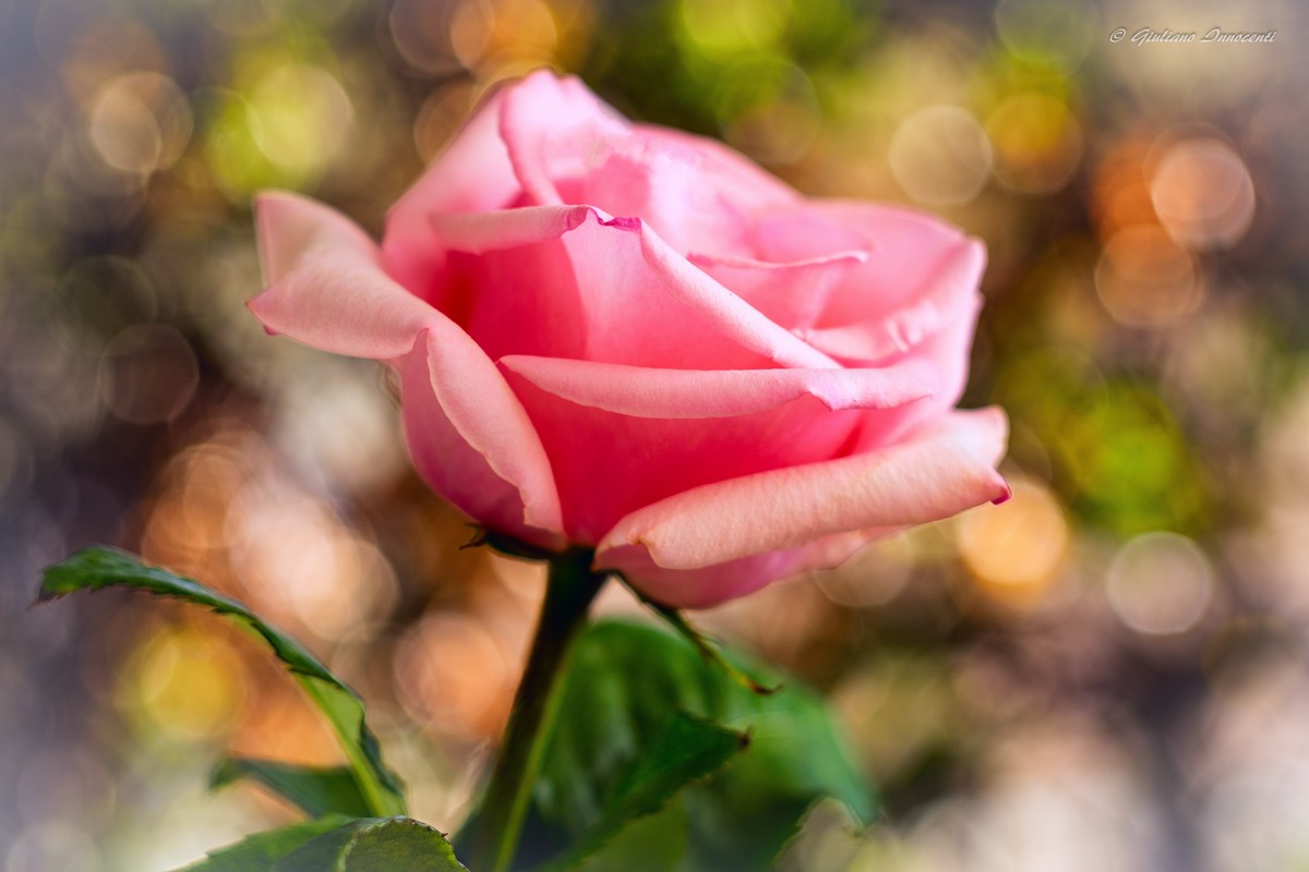 Maggio il mese delle rose