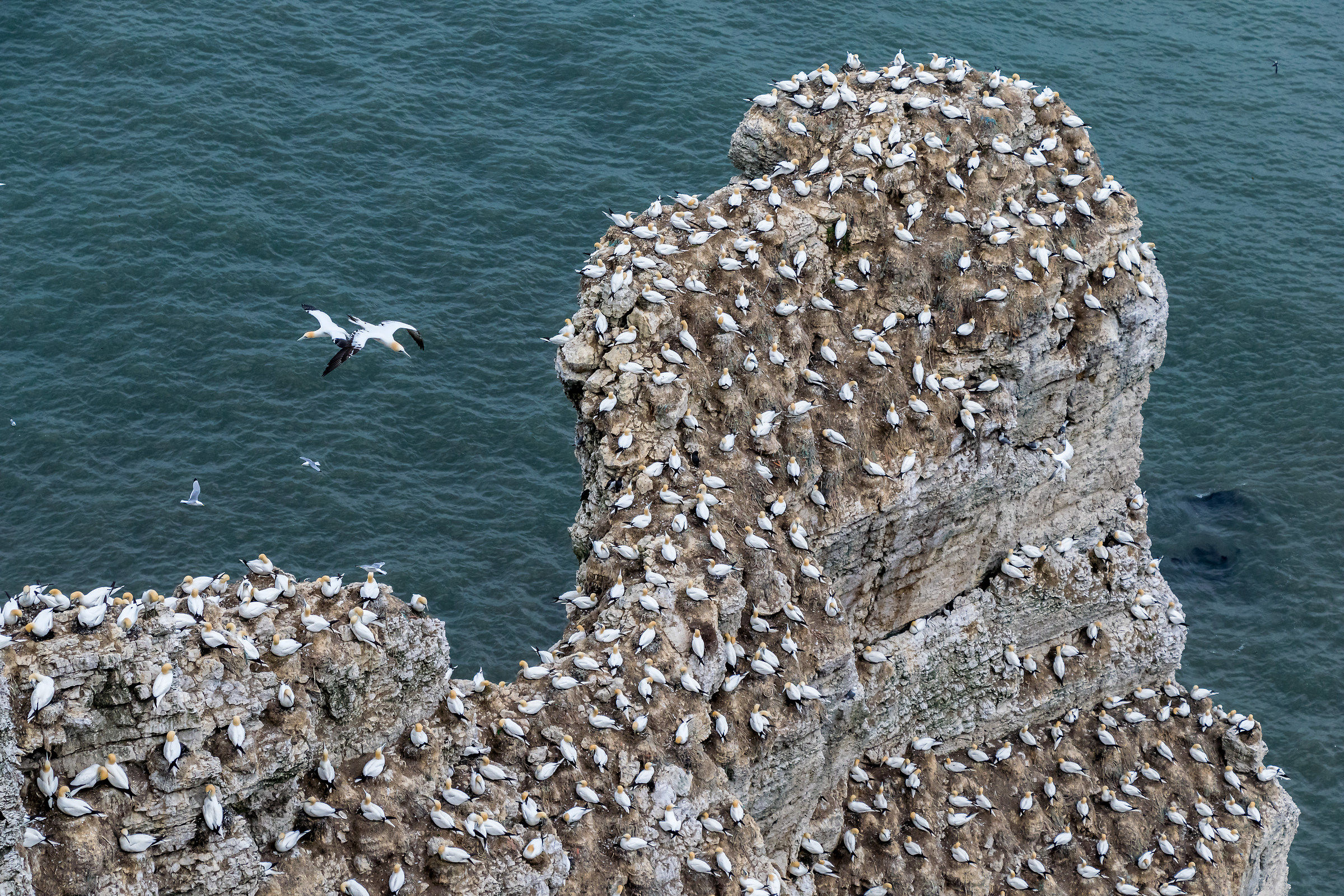 Colonia di Gannet alle scogliere di Bempton