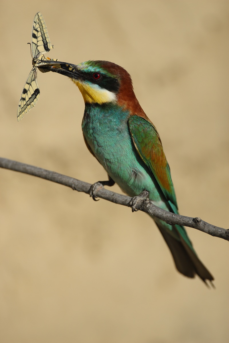 Bee-eater with Machaon