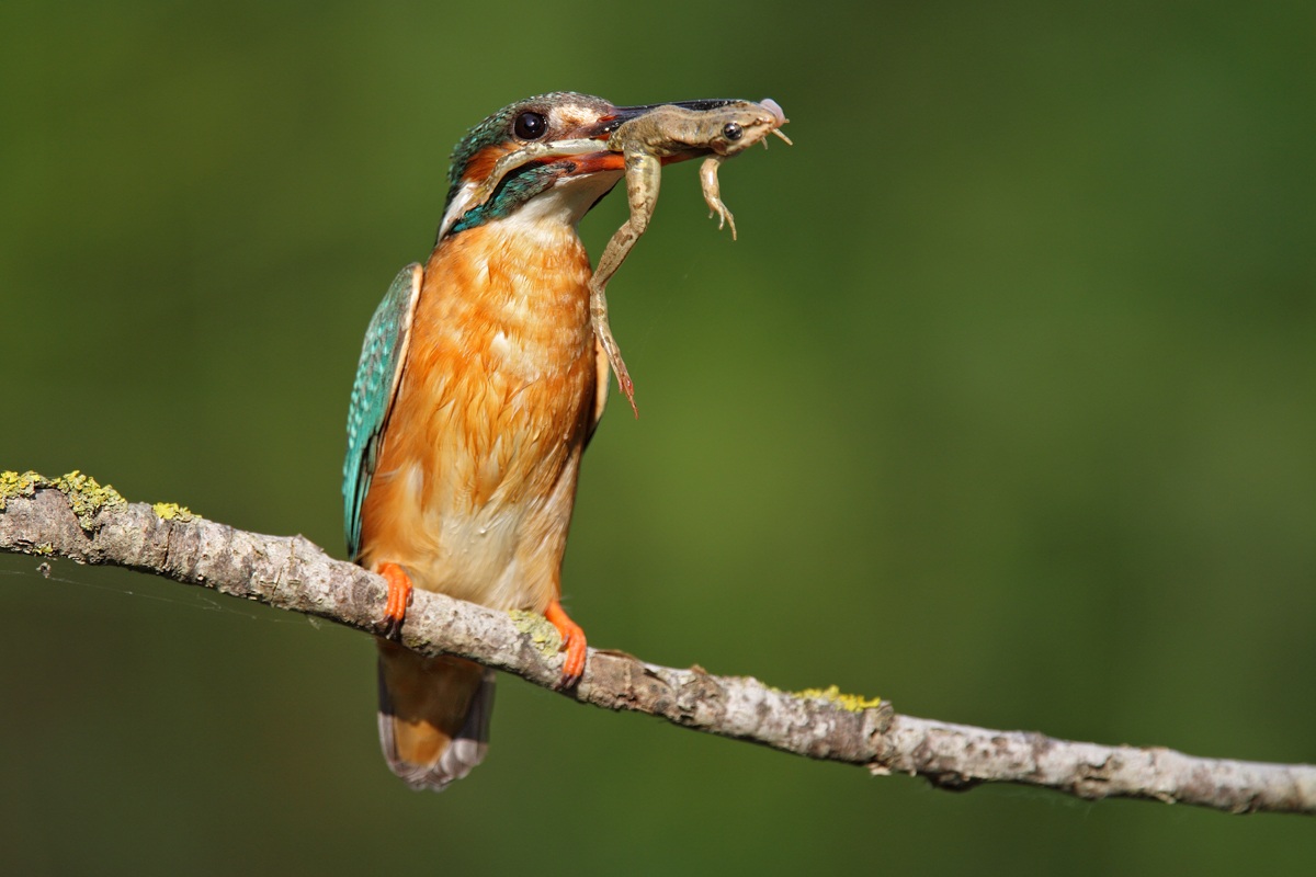 Martin pescatore con rana