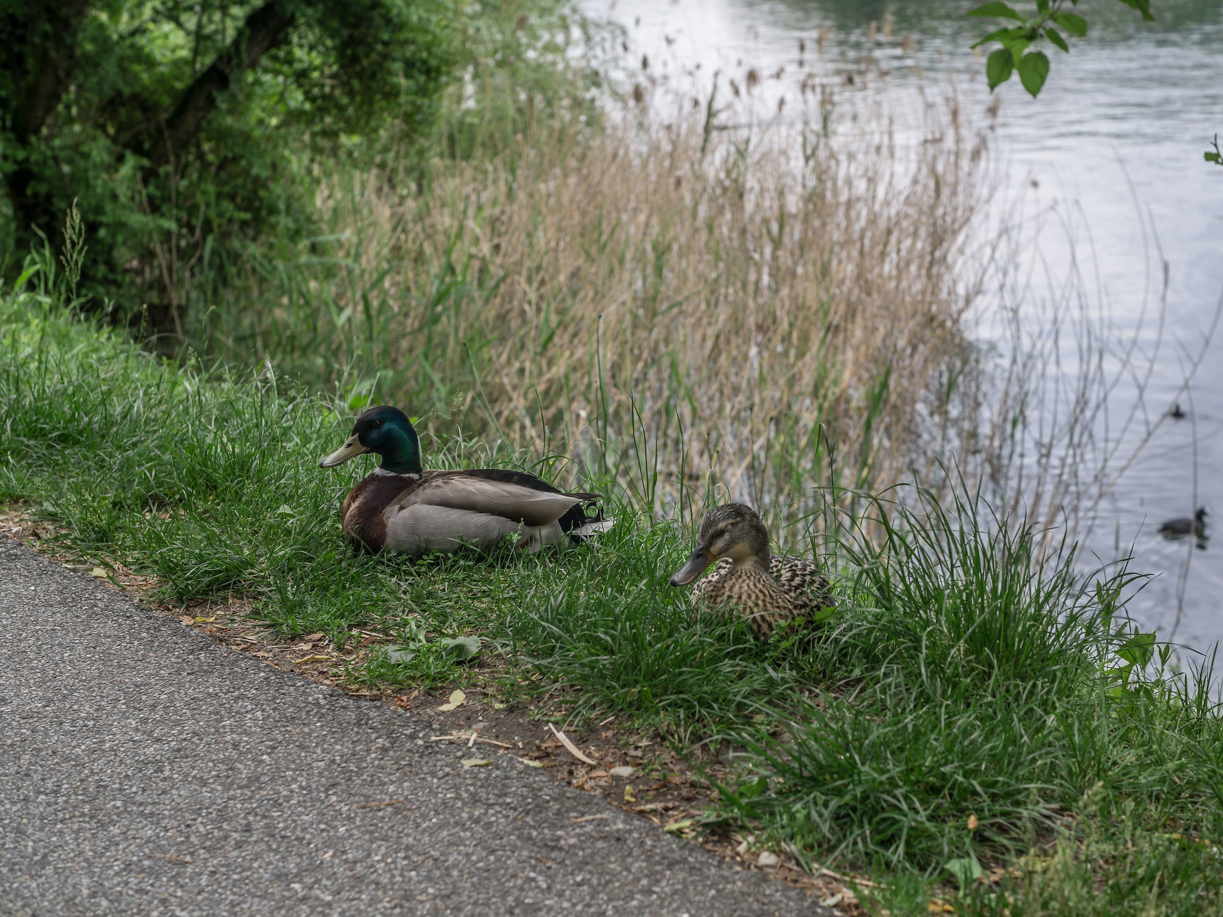 Coppia di giovani Germani sull'alzaia - 3
