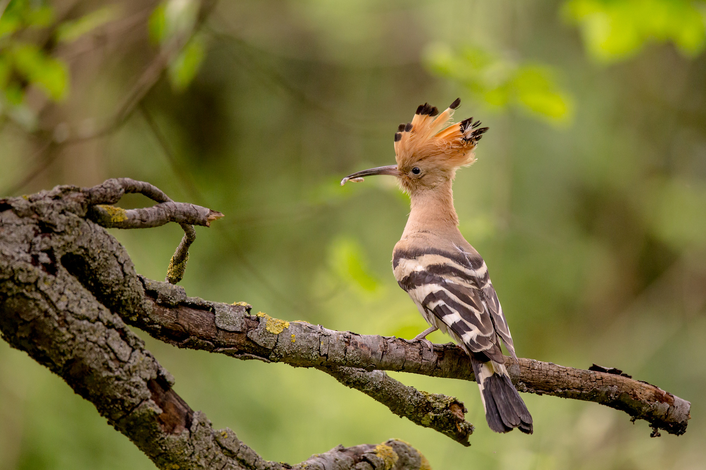 Hoopoe