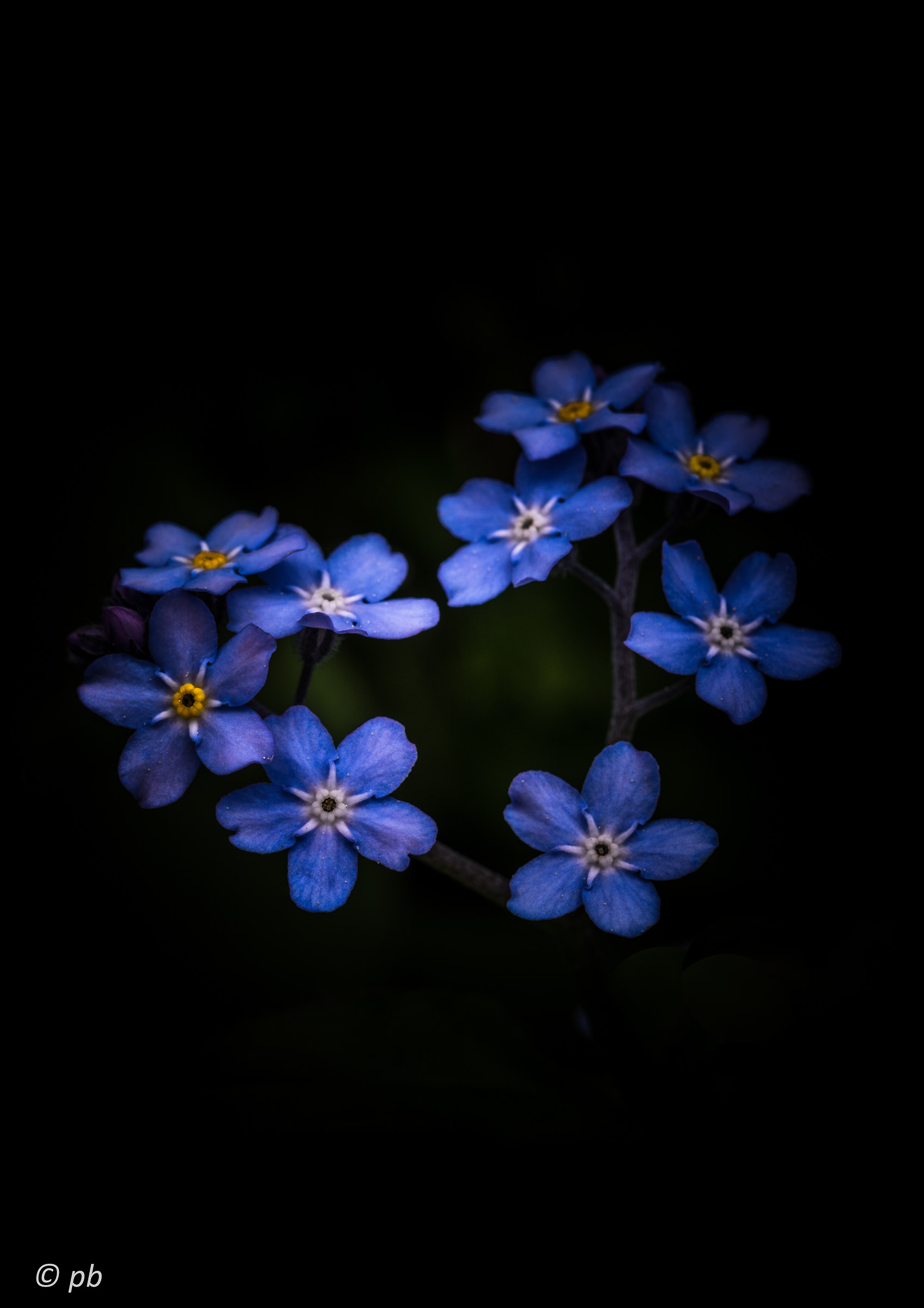 Myosotis