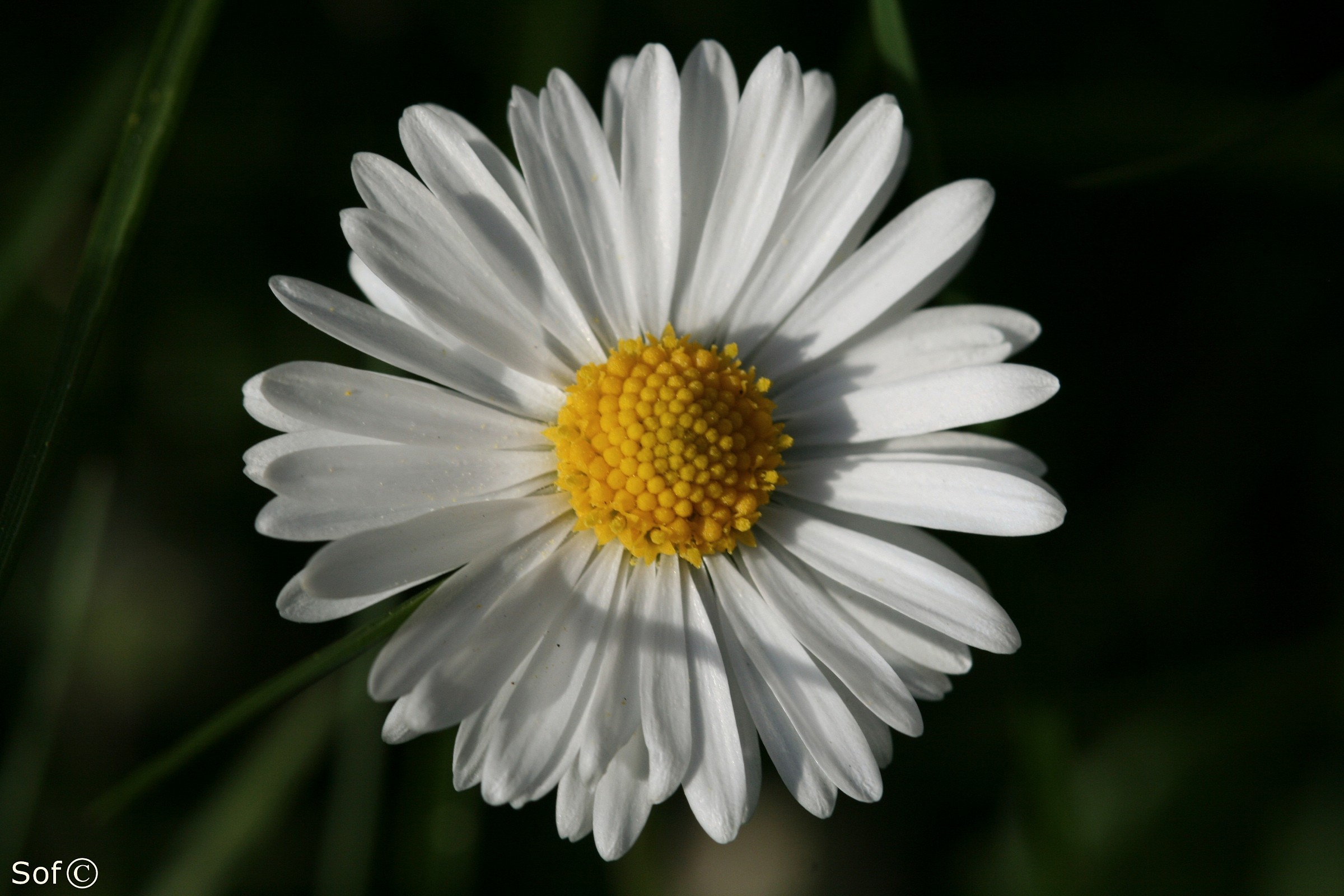 Daisy II