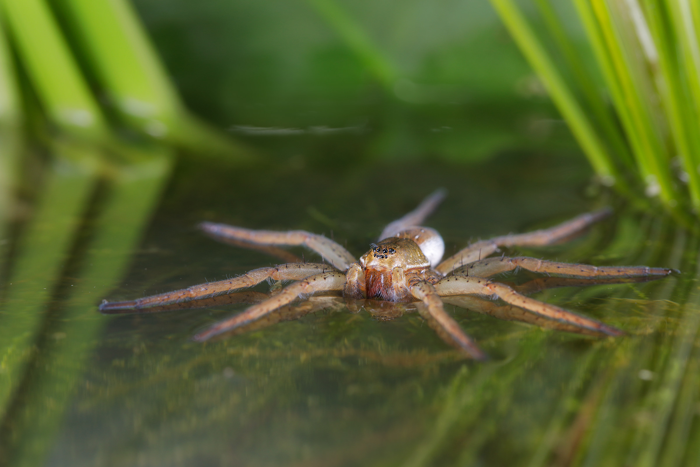 Dolomedes fimbriatus - Ragno pescatore