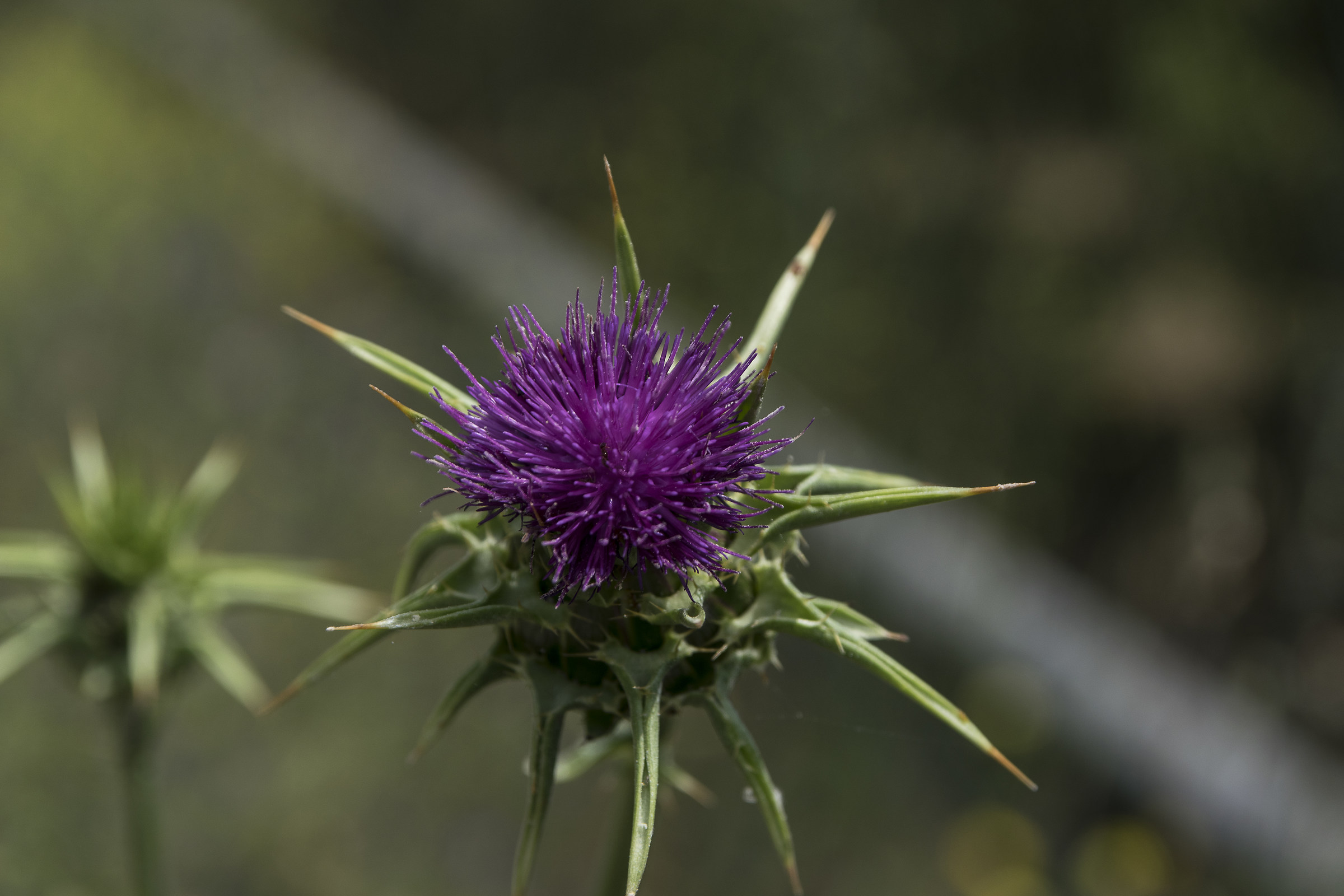 Fiore Di Carciofo Selvatico